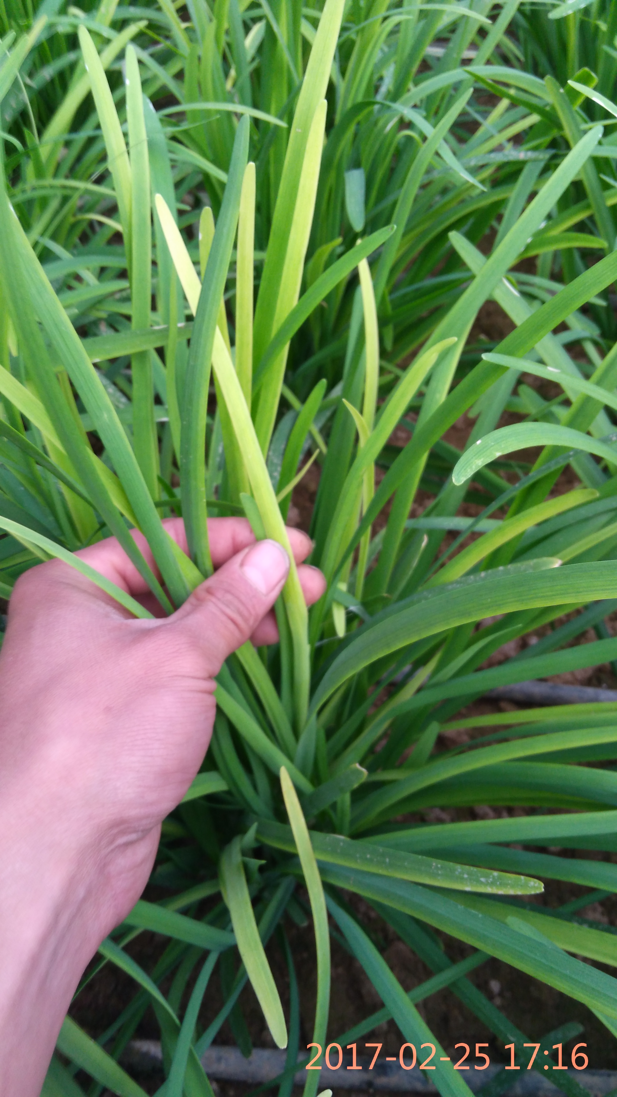 韭菜心叶发黄是什么原因