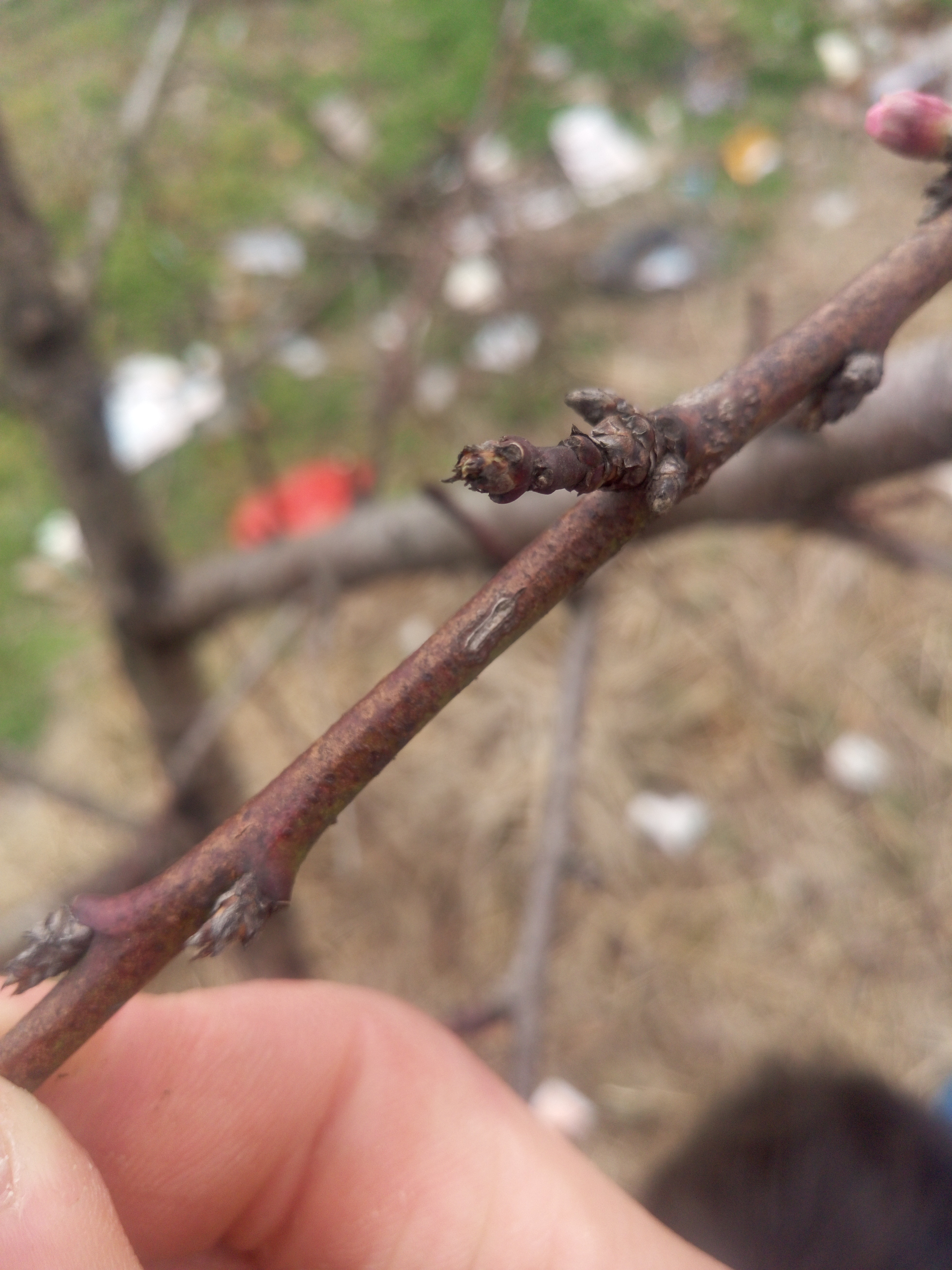 有高手知道桃树枝条这样是什么病吗?