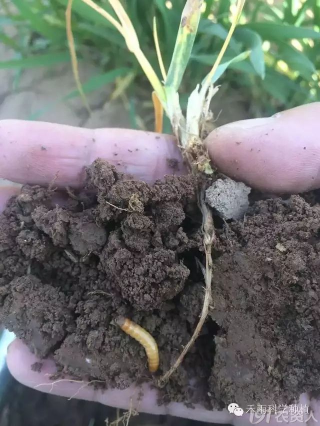 冬季过后小麦为什么发黄?(最全解释)