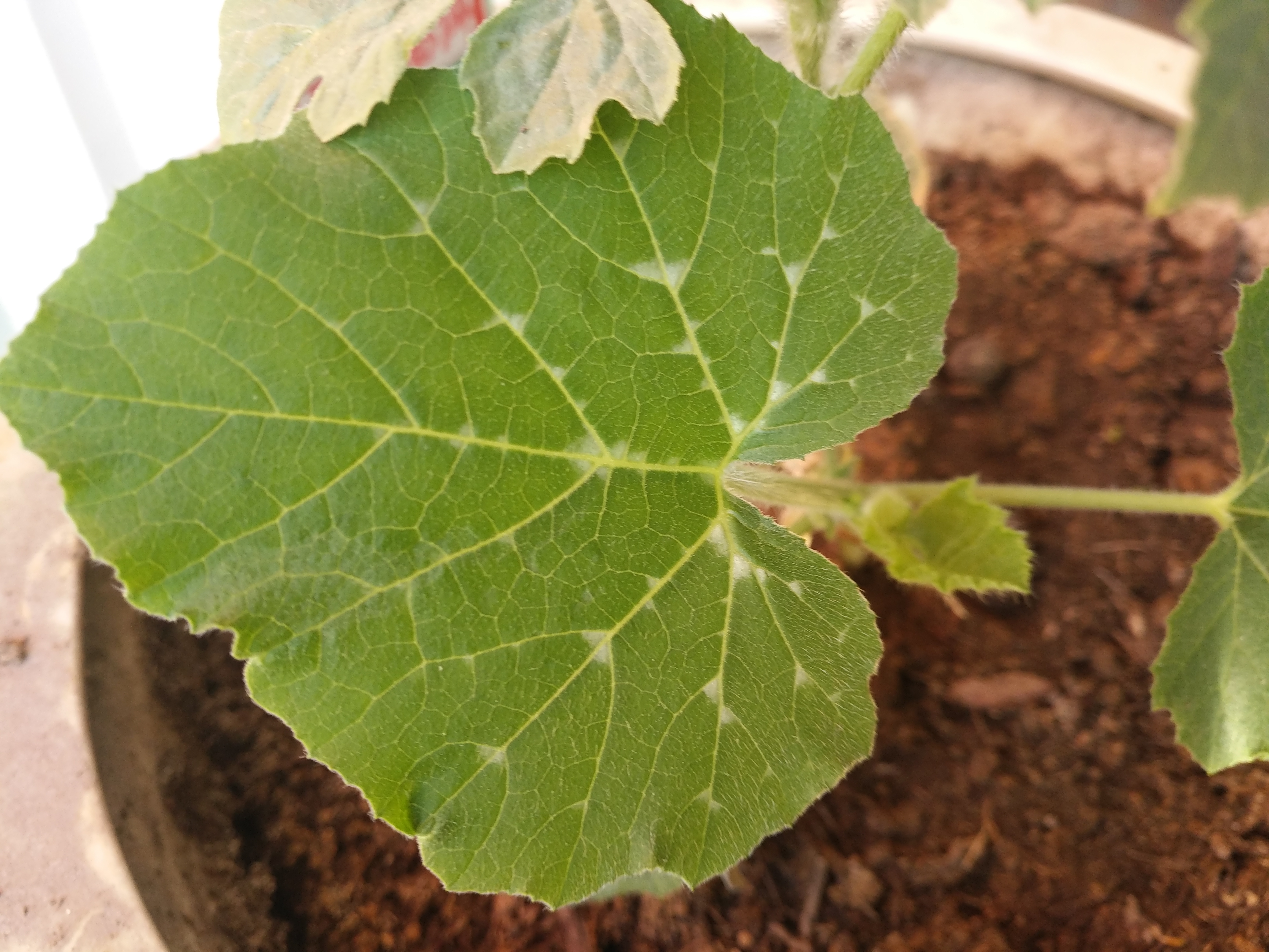 西瓜叶脉发白,怎么回事,怎么解决?