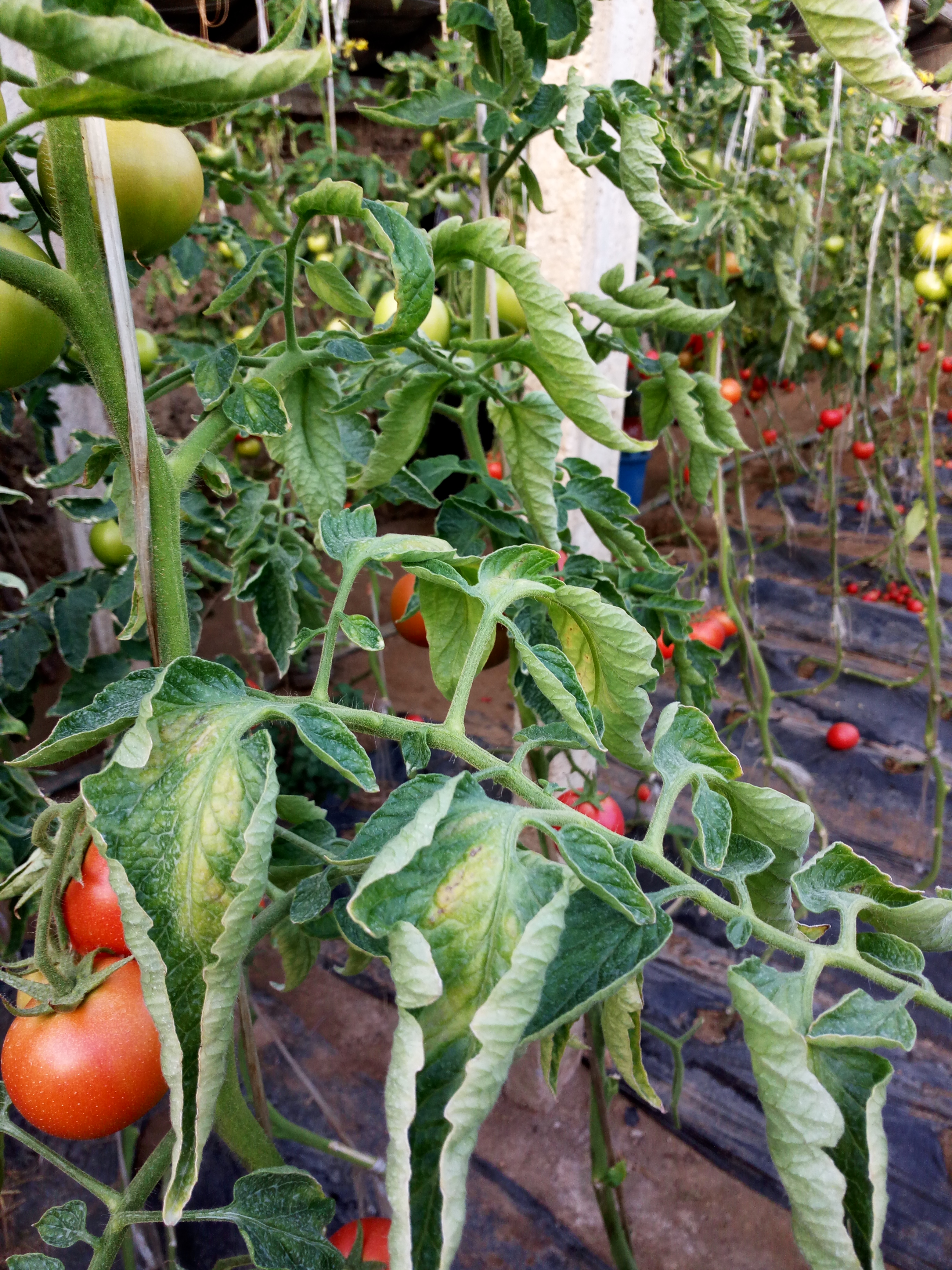 这是番茄的花叶病吗