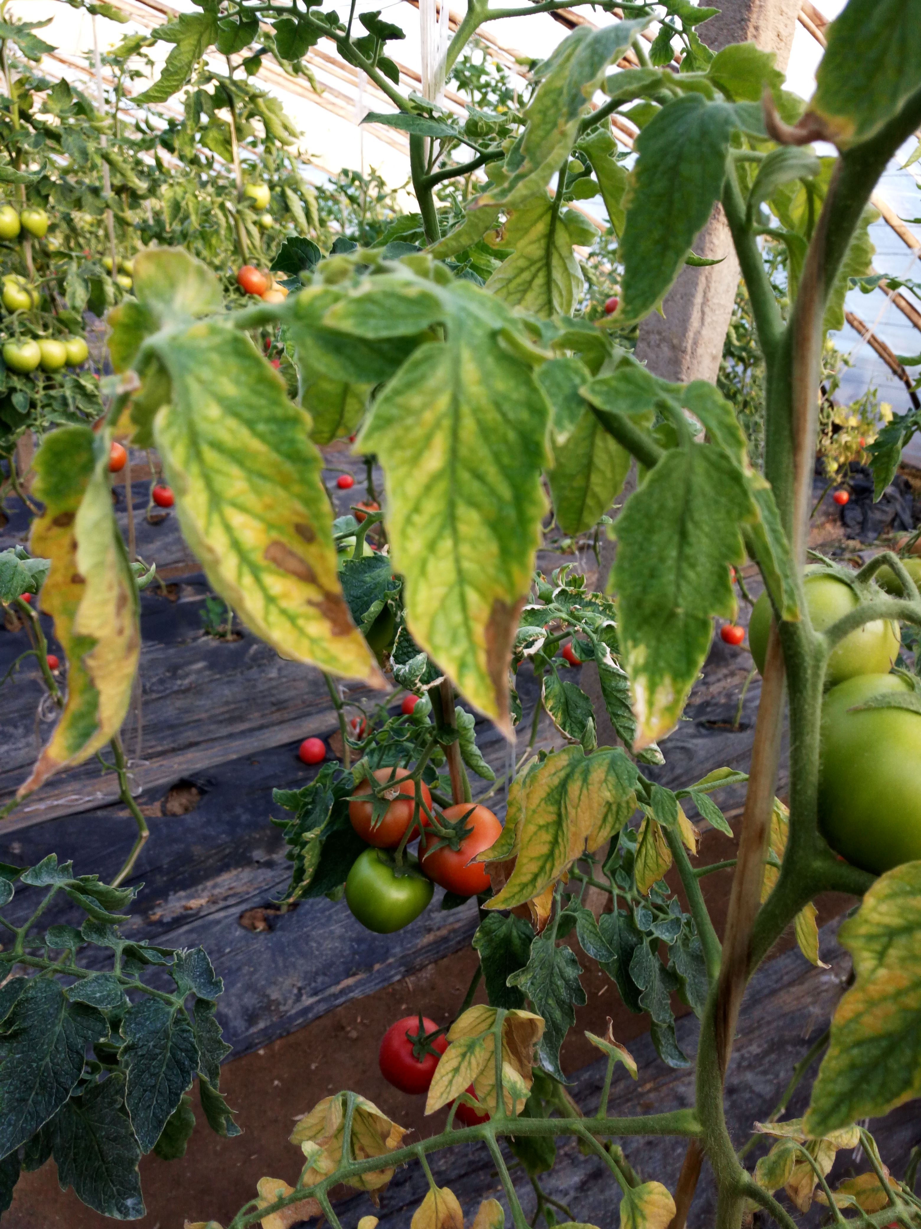 这是番茄的花叶病吗