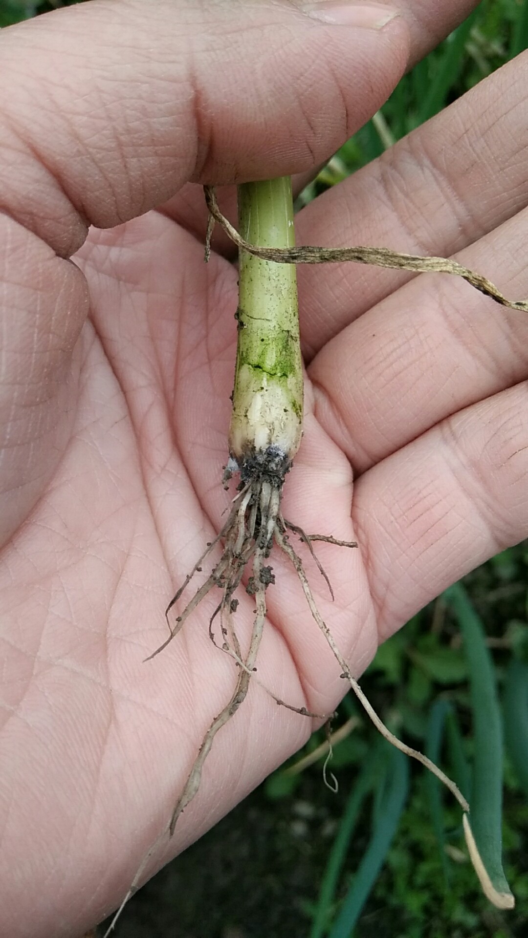 求专家看看大葱根部怎么了