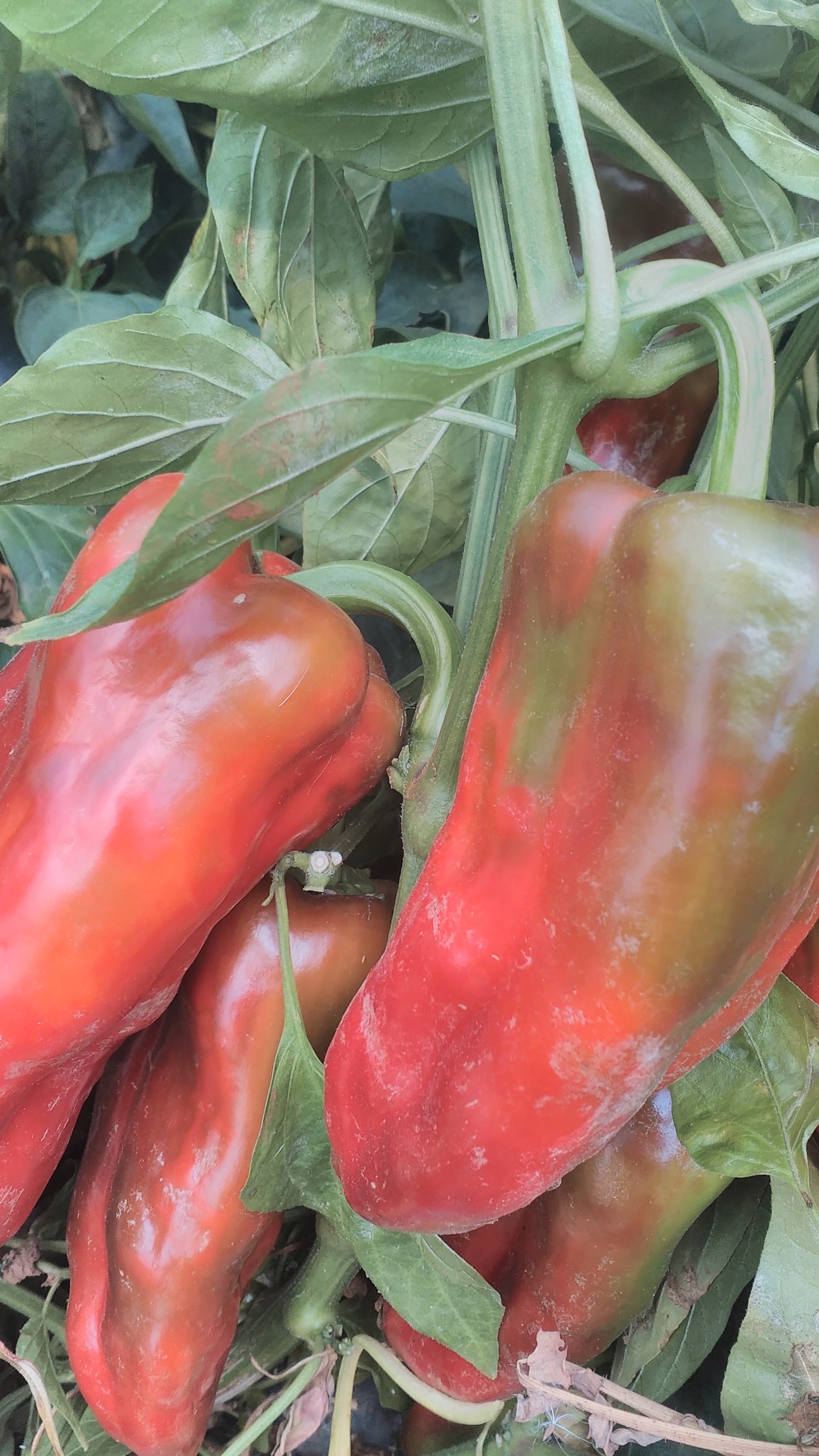 大棚甜椒大面积发病的原因谁能解?