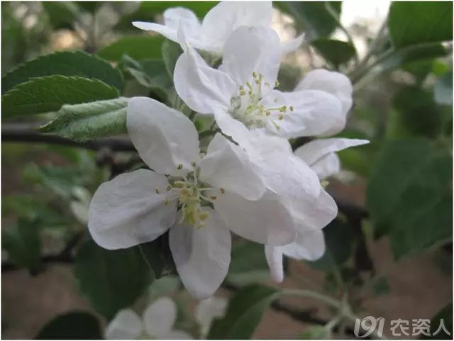 55张清晰大图记录苹果树发芽到开花全过程