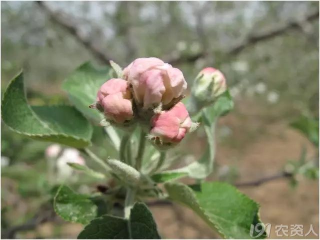 苹果树莲花座花芽图片
