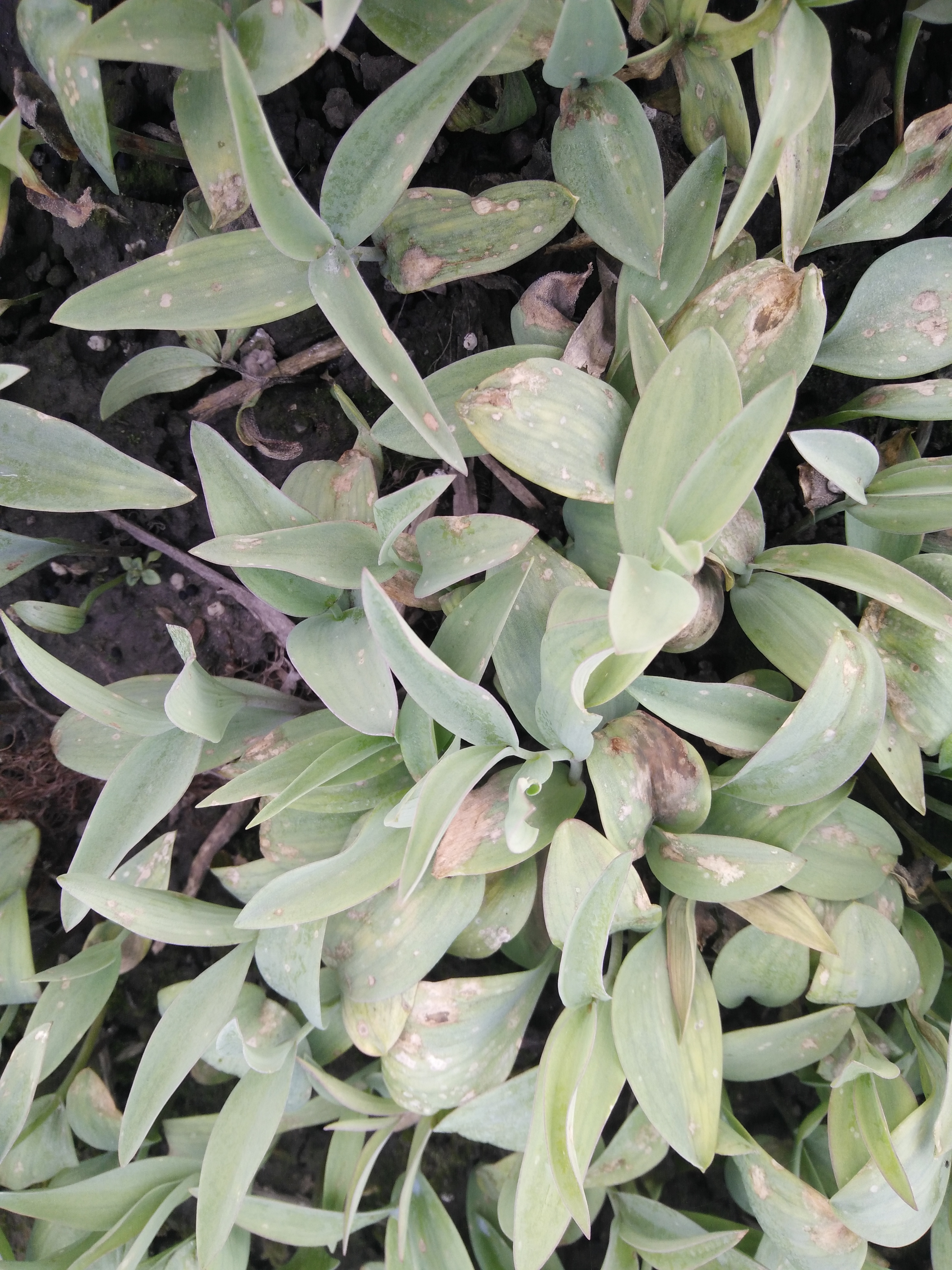 下中药材贝母是什么病害(2)_病虫草图_191农资人 - 农技社区服务平台