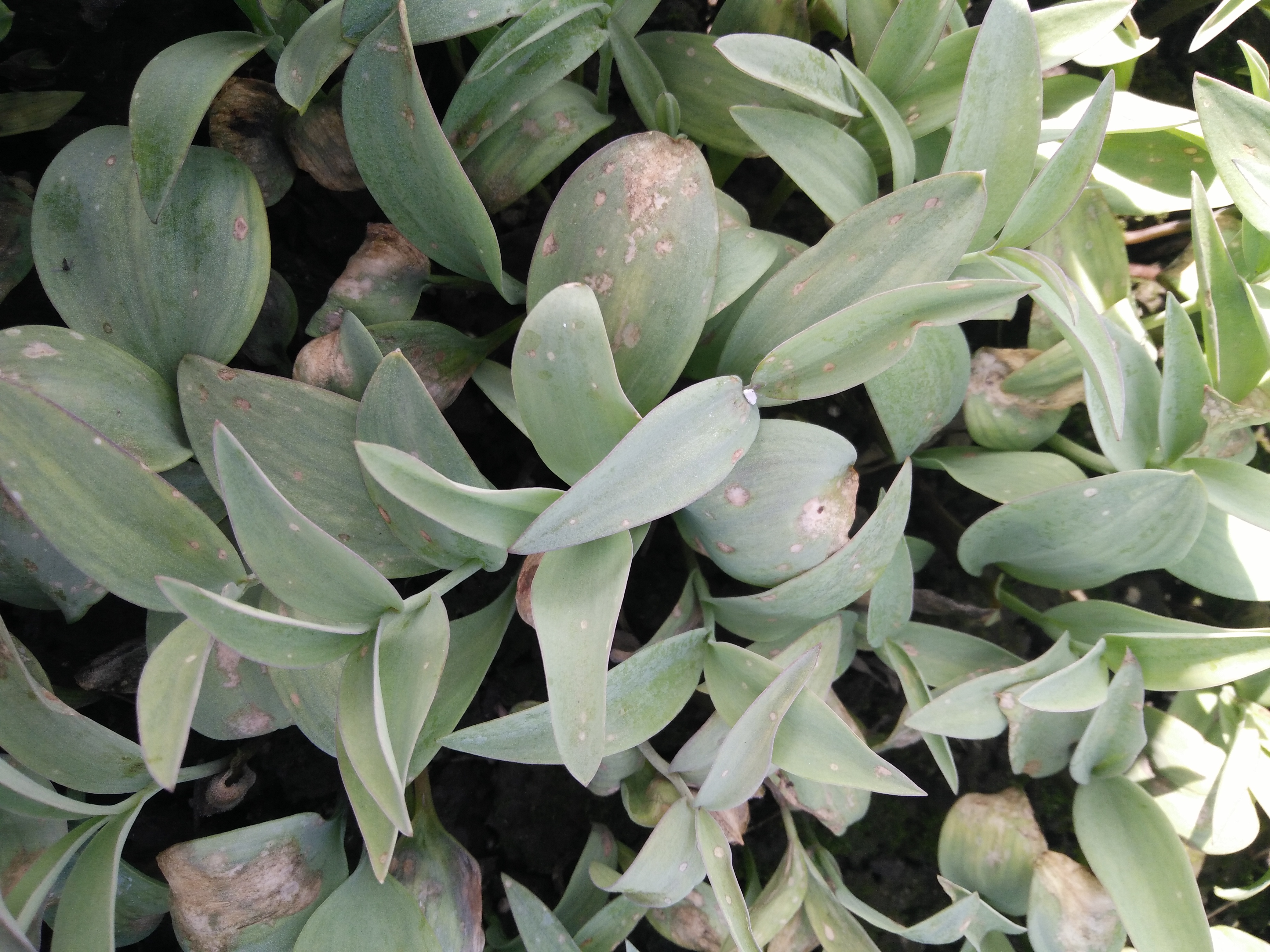 下中药材贝母是什么病害(2)_病虫草图_191农资人 - 农技社区服务平台