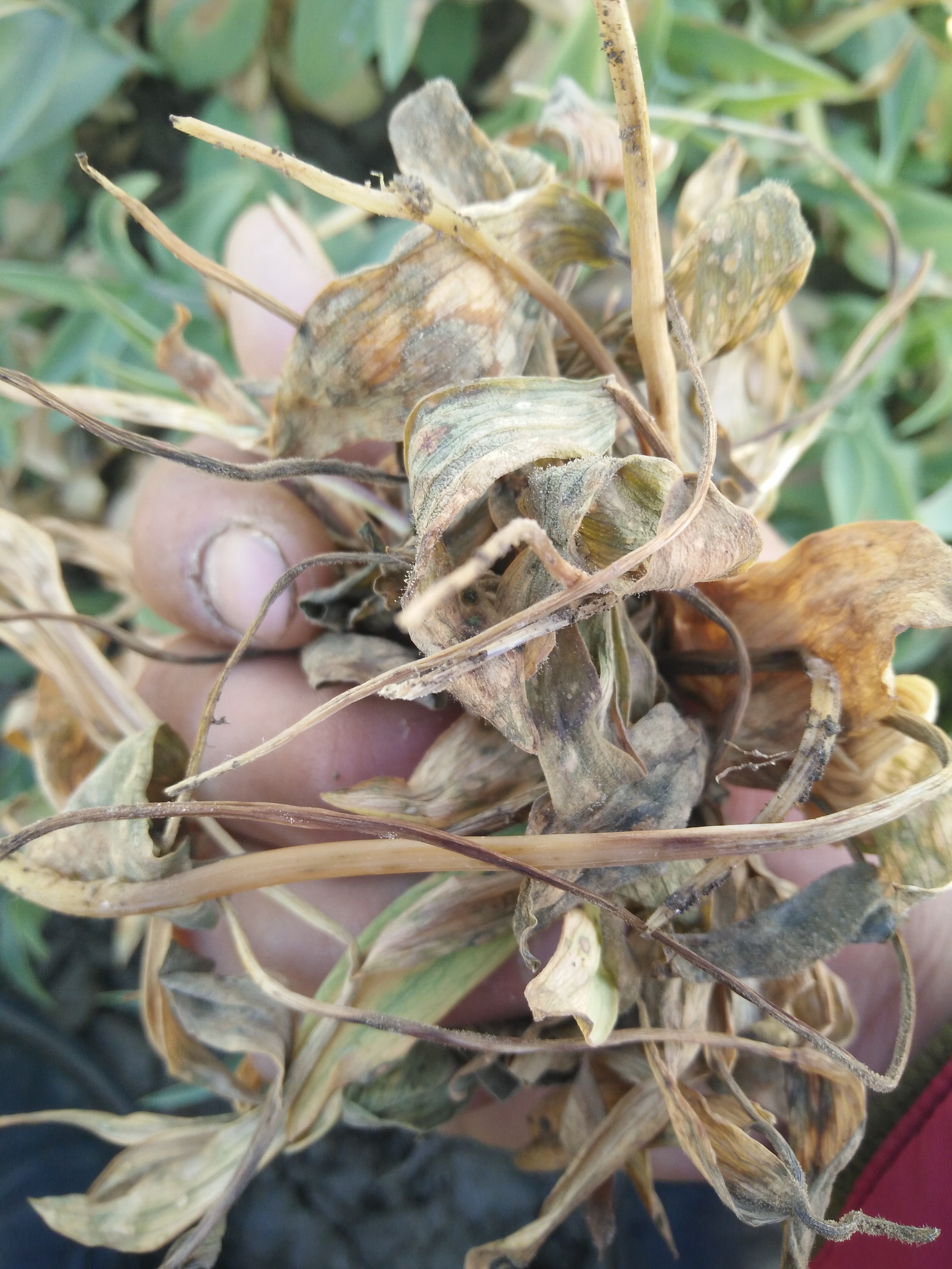 下中药材贝母是什么病害(1)_病虫草图_191农资人 - 农技社区服务平台