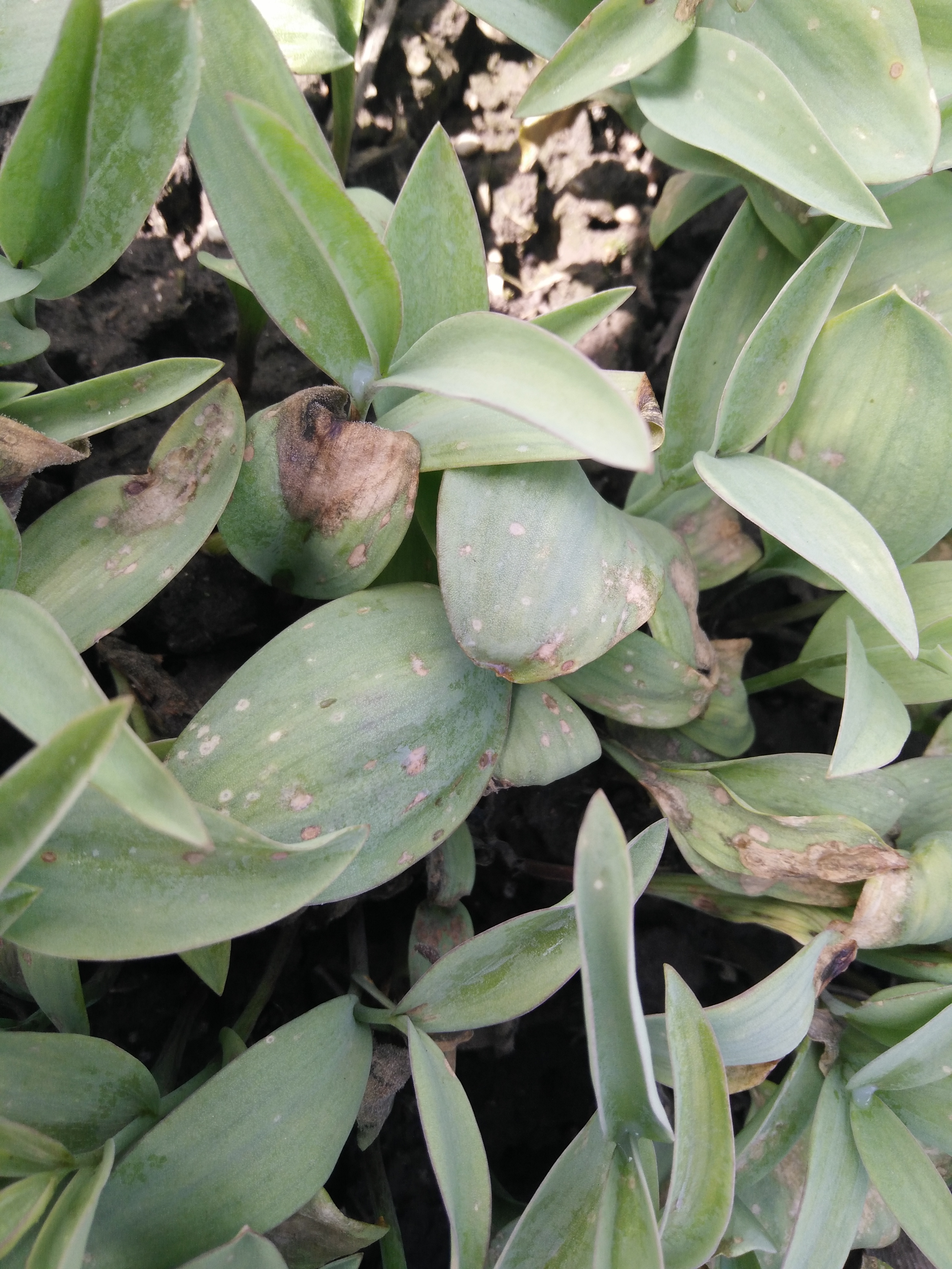 下中药材贝母是什么病害(2)_病虫草图_191农资人 - 农技社区服务平台