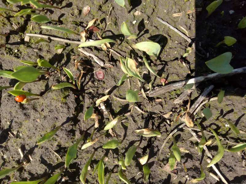 中药材贝母是什么病害(4)_病虫草图_191农资人 - 农技社区服务平台