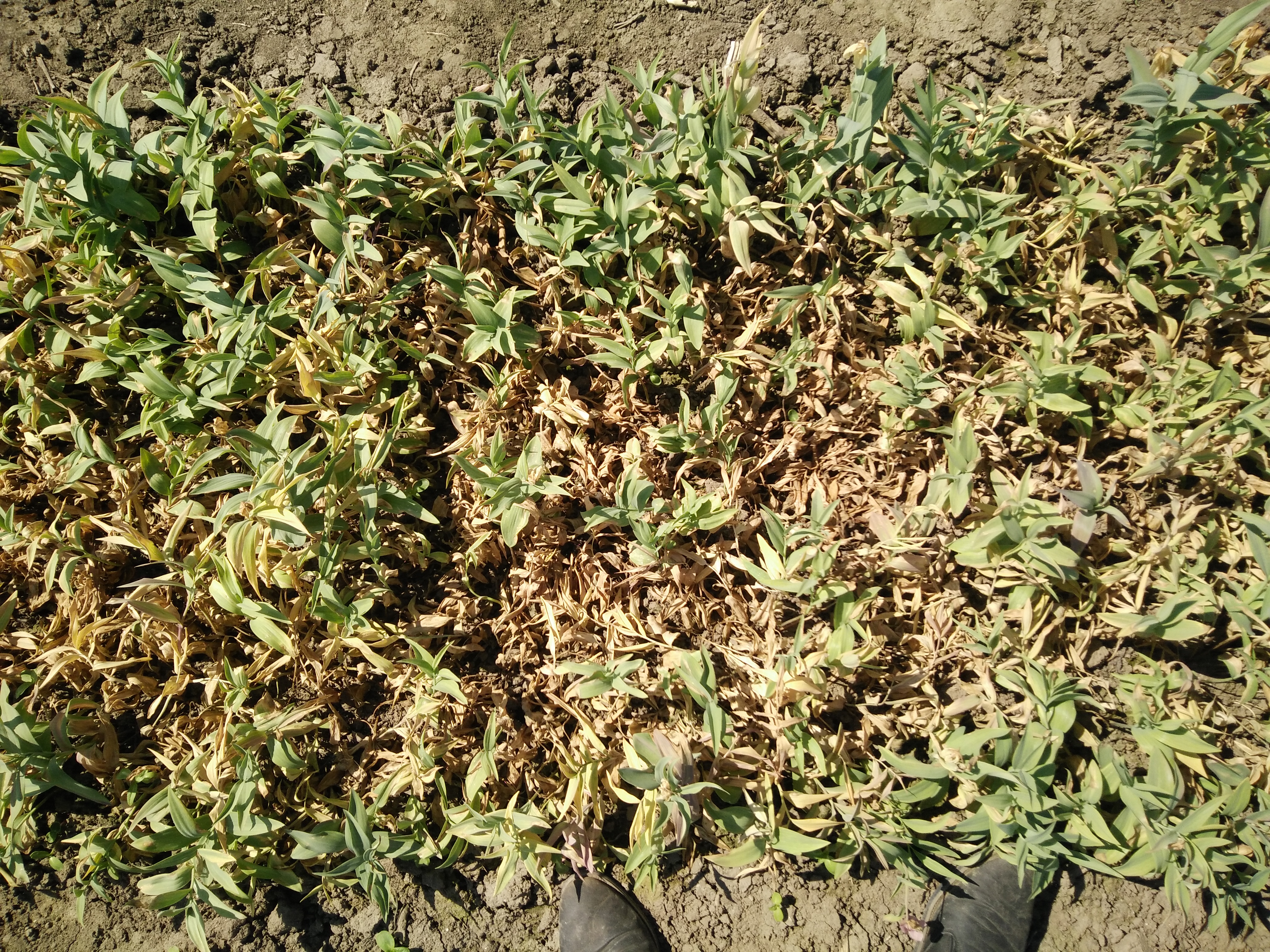 下中药材贝母是什么病害(1)_病虫草图_191农资人 - 农技社区服务平台