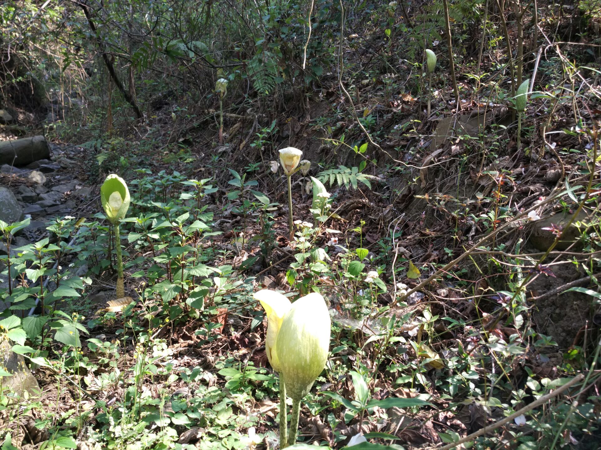 知客蛇魔芋不是普通的魔芋