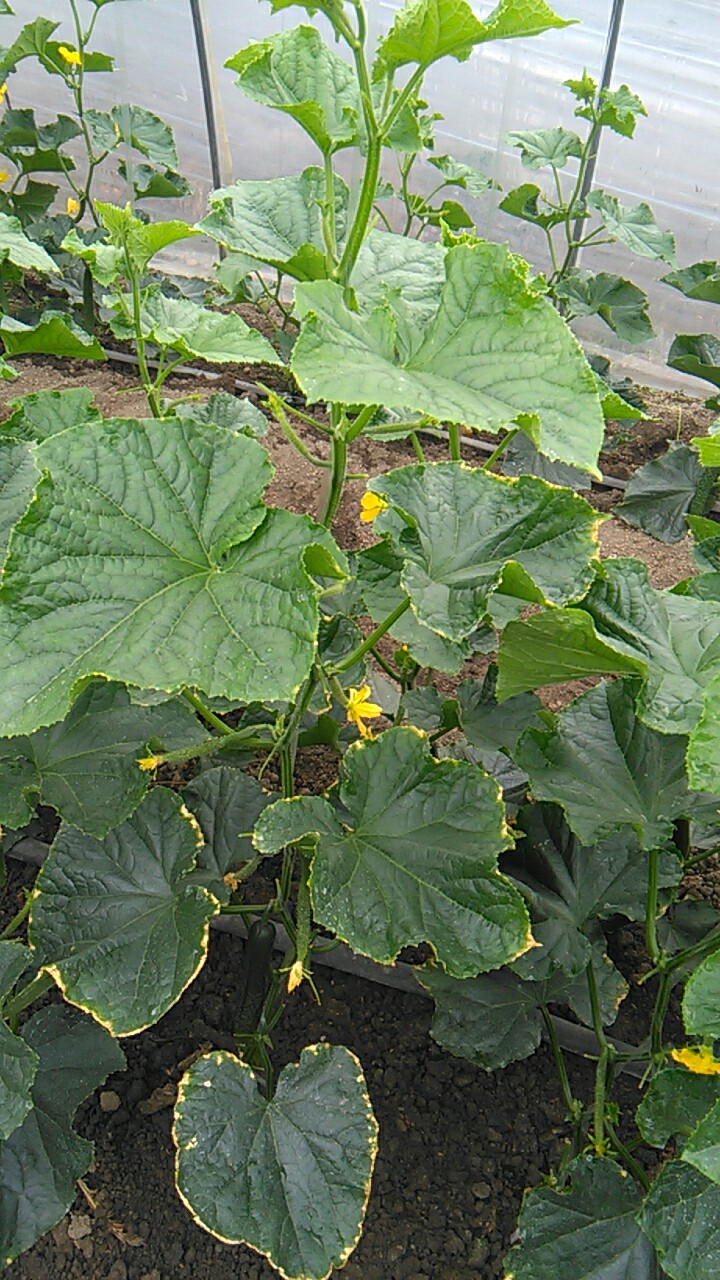 黄瓜叶片边缘干枯