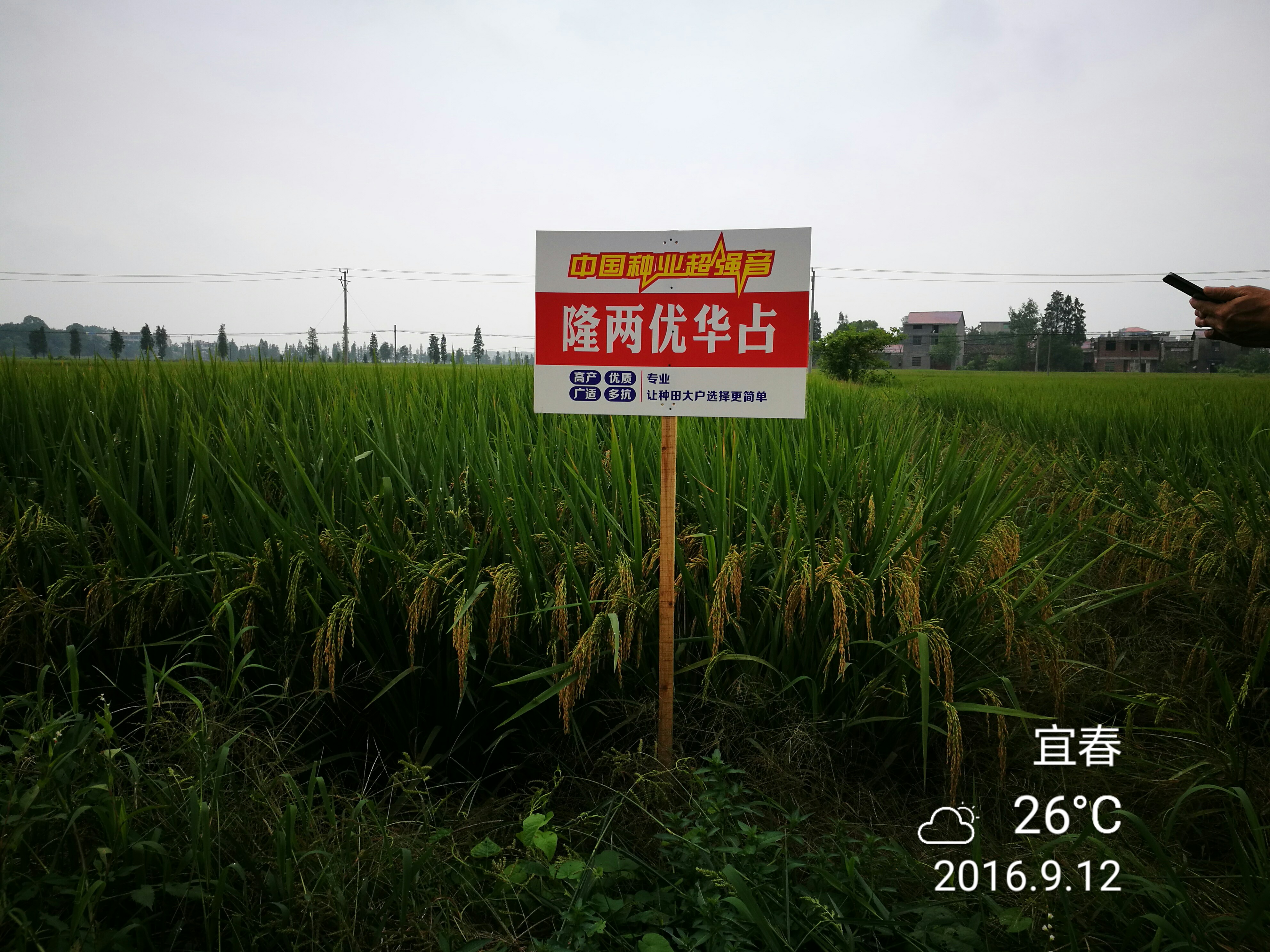 隆两优华占多少钱一斤