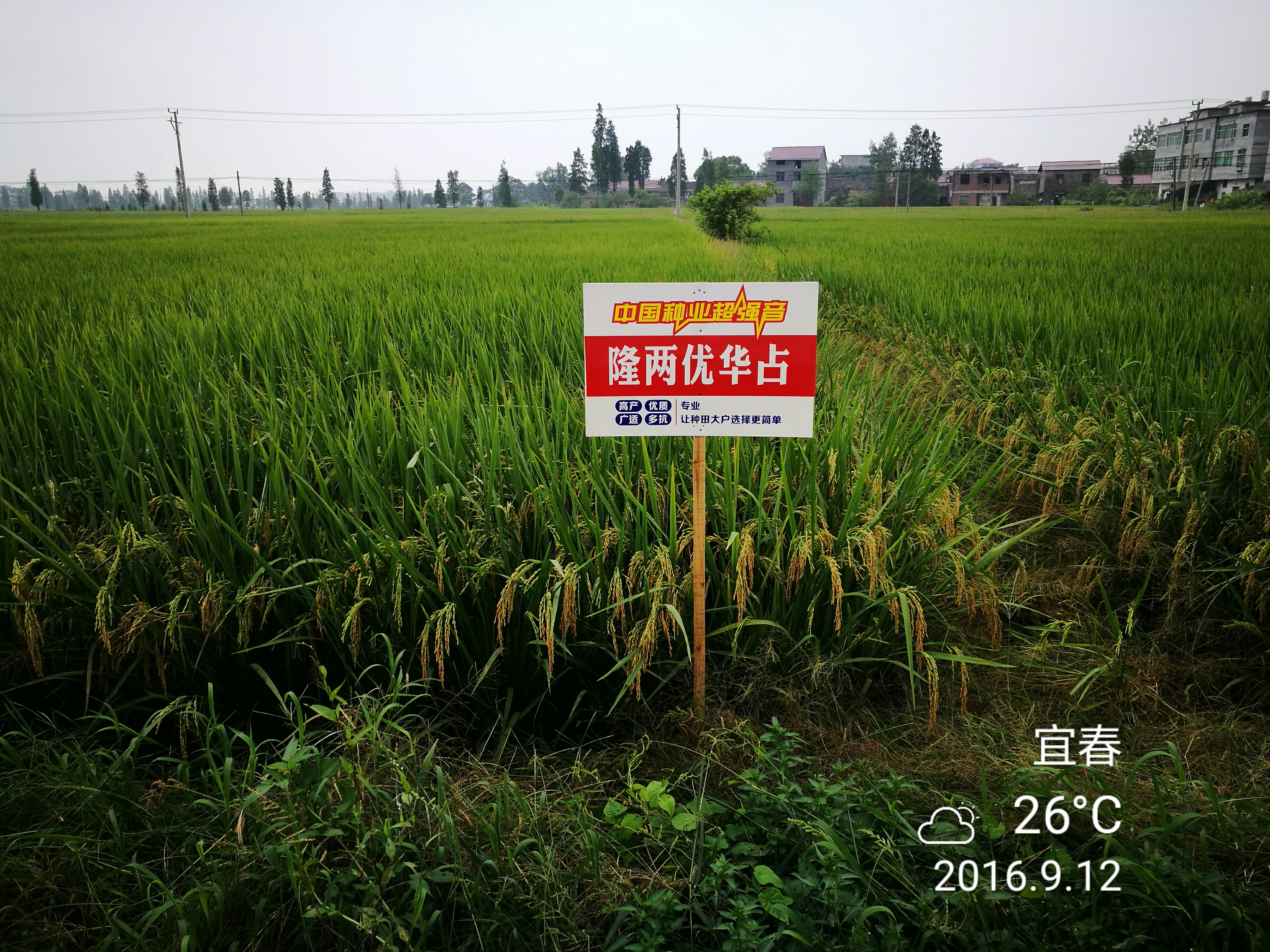 隆两优华占多少钱一斤