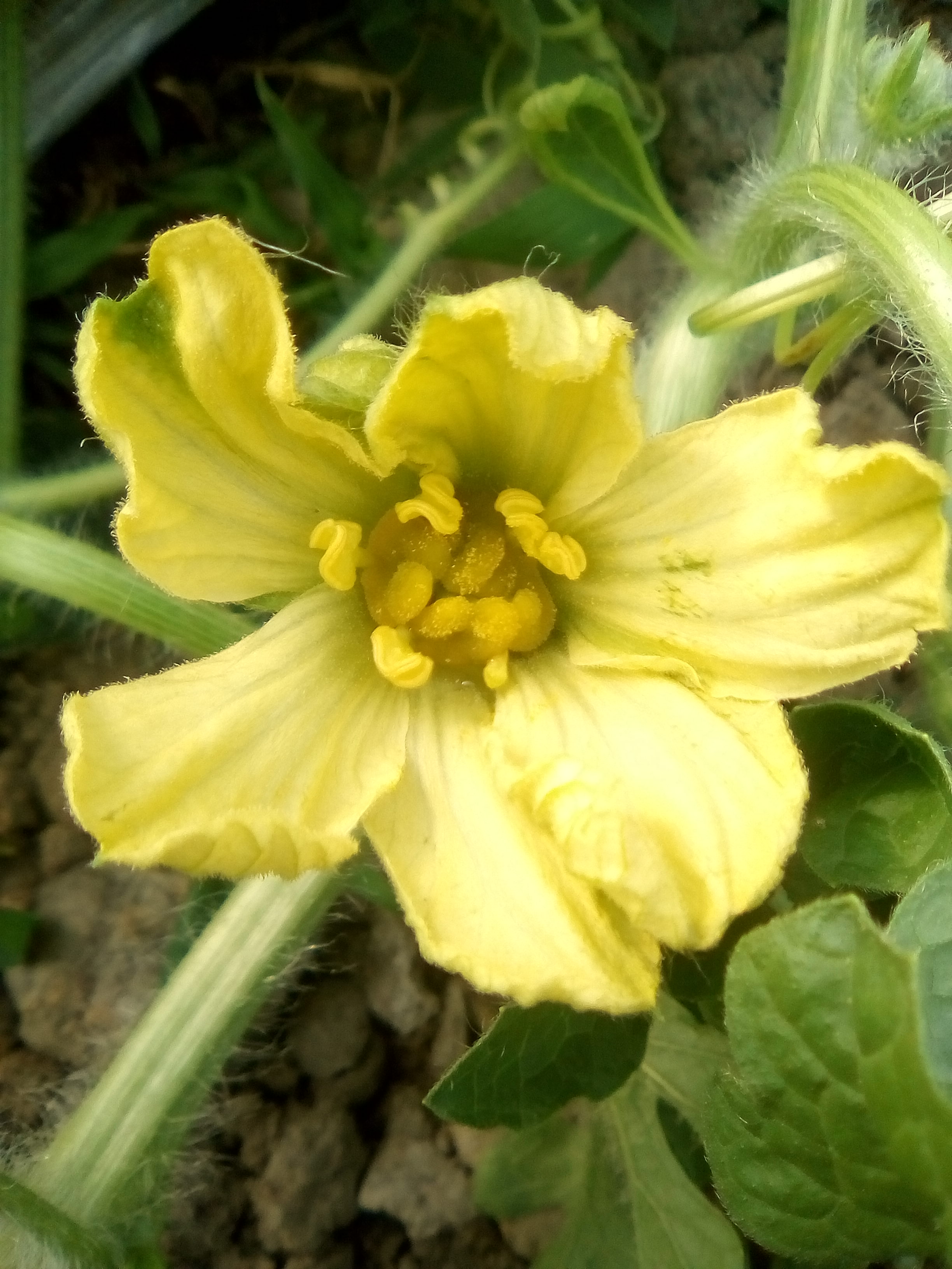 这个西瓜花能对花成功吗