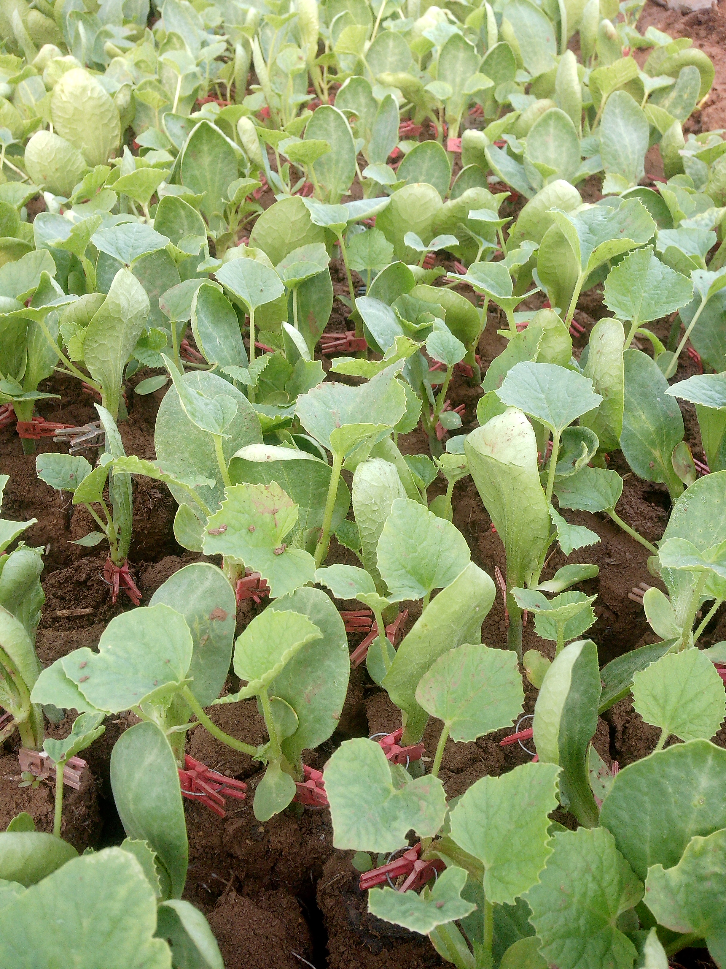 也谈西瓜甜瓜嫁接