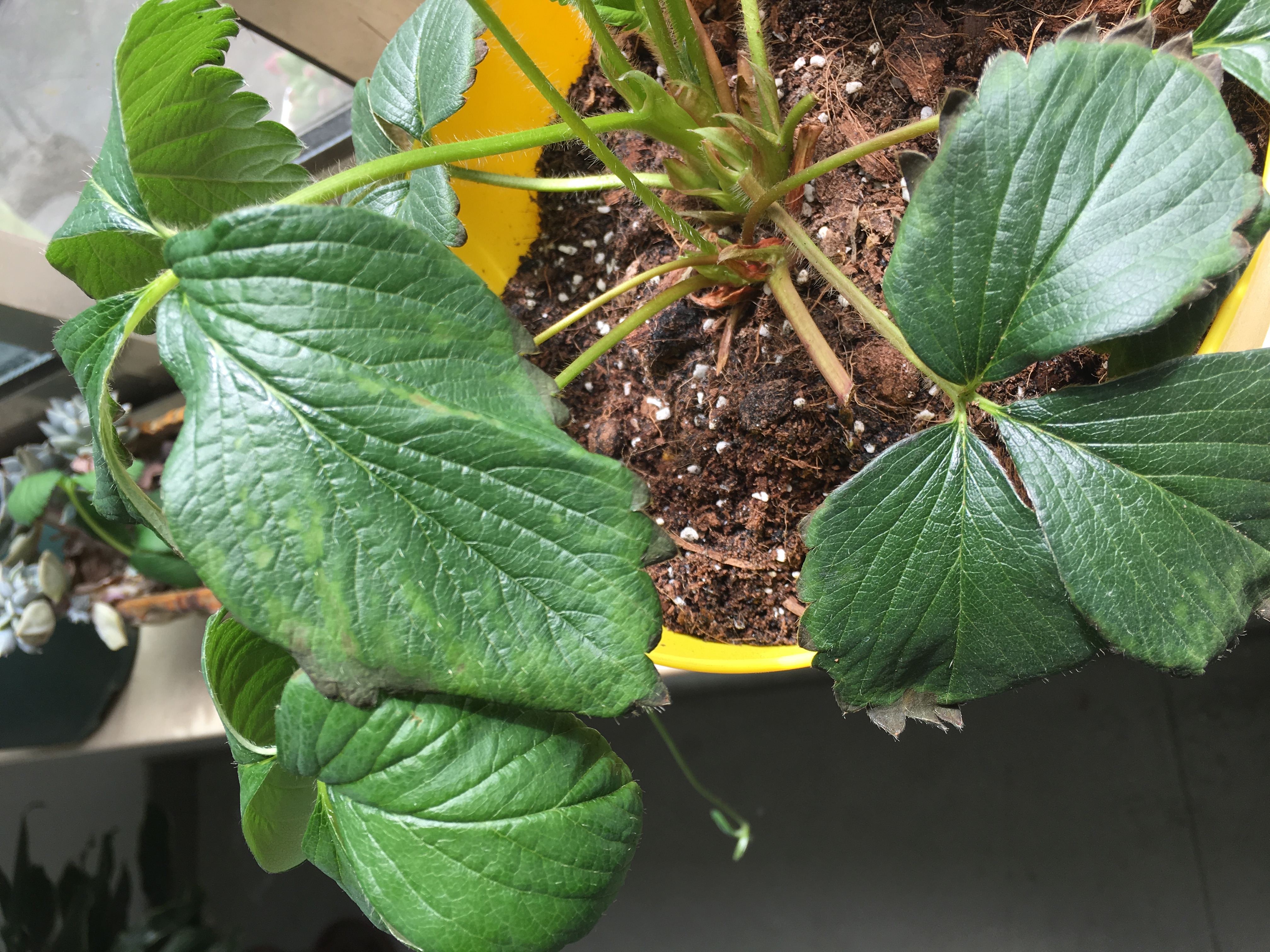 求助草莓页面失绿叶缘发黑是得了什么病