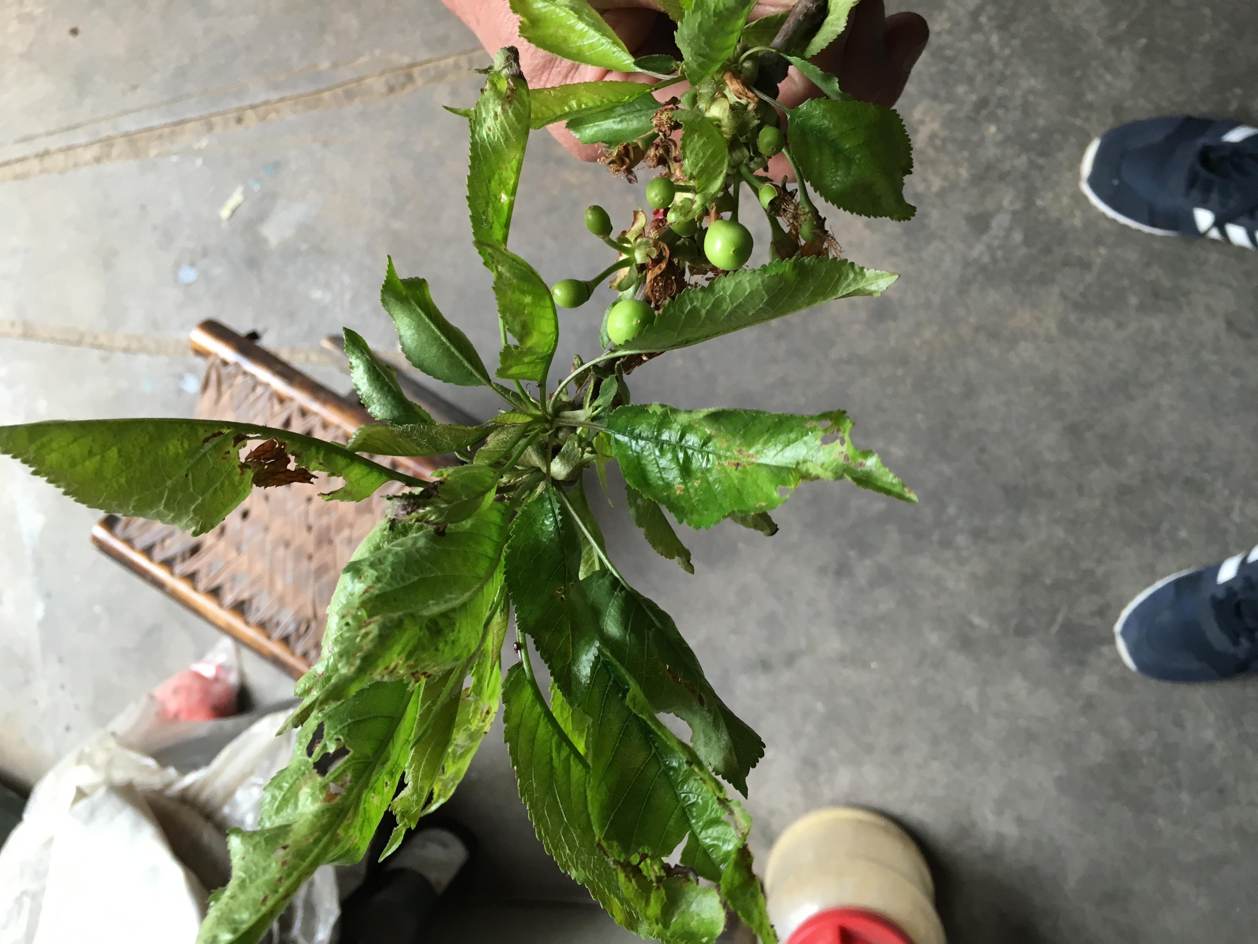 请大伙帮忙看看樱桃叶子怎么回事