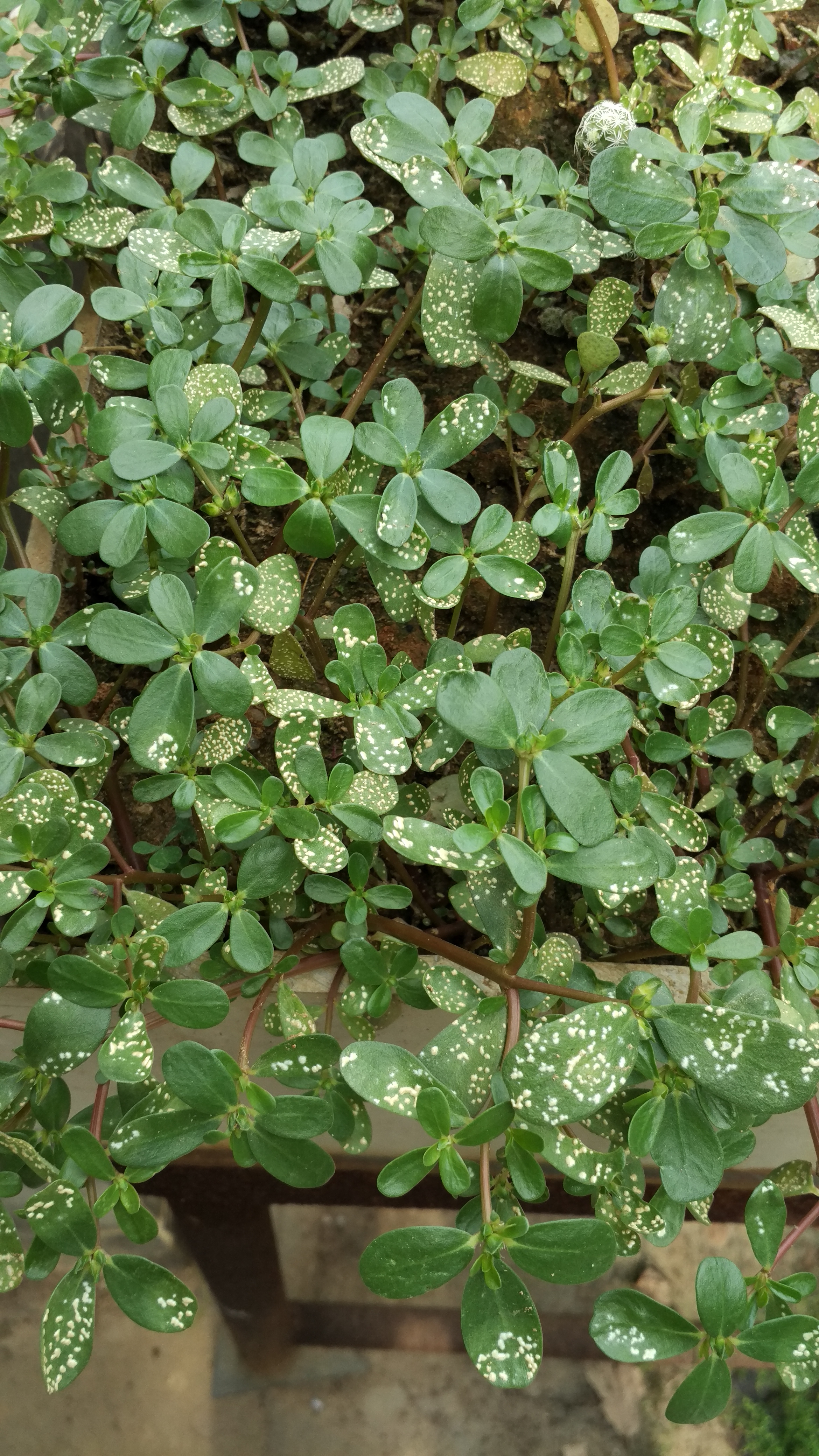 请专家看马苋菜这个病害图