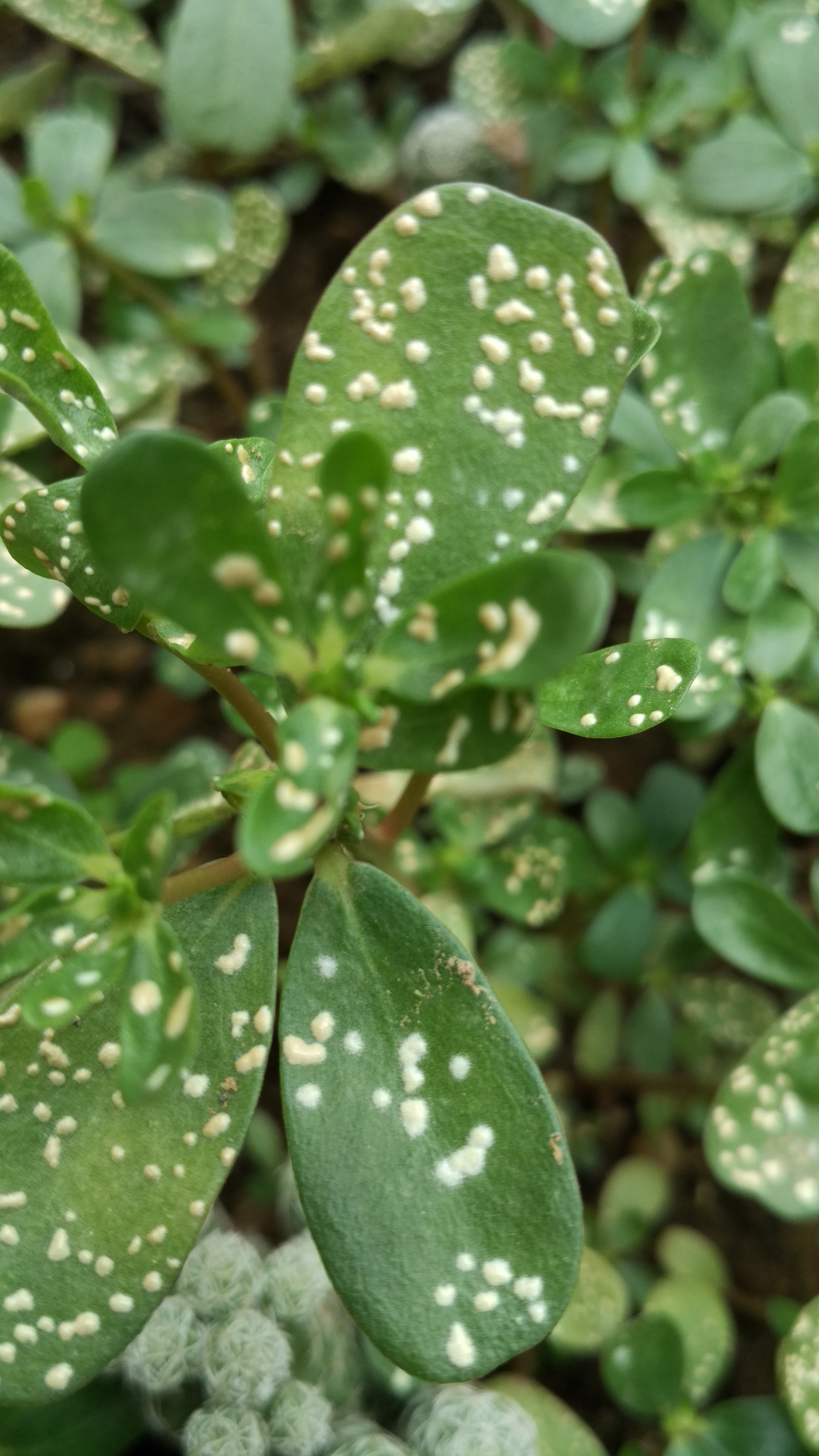 请专家看马苋菜这个病害图