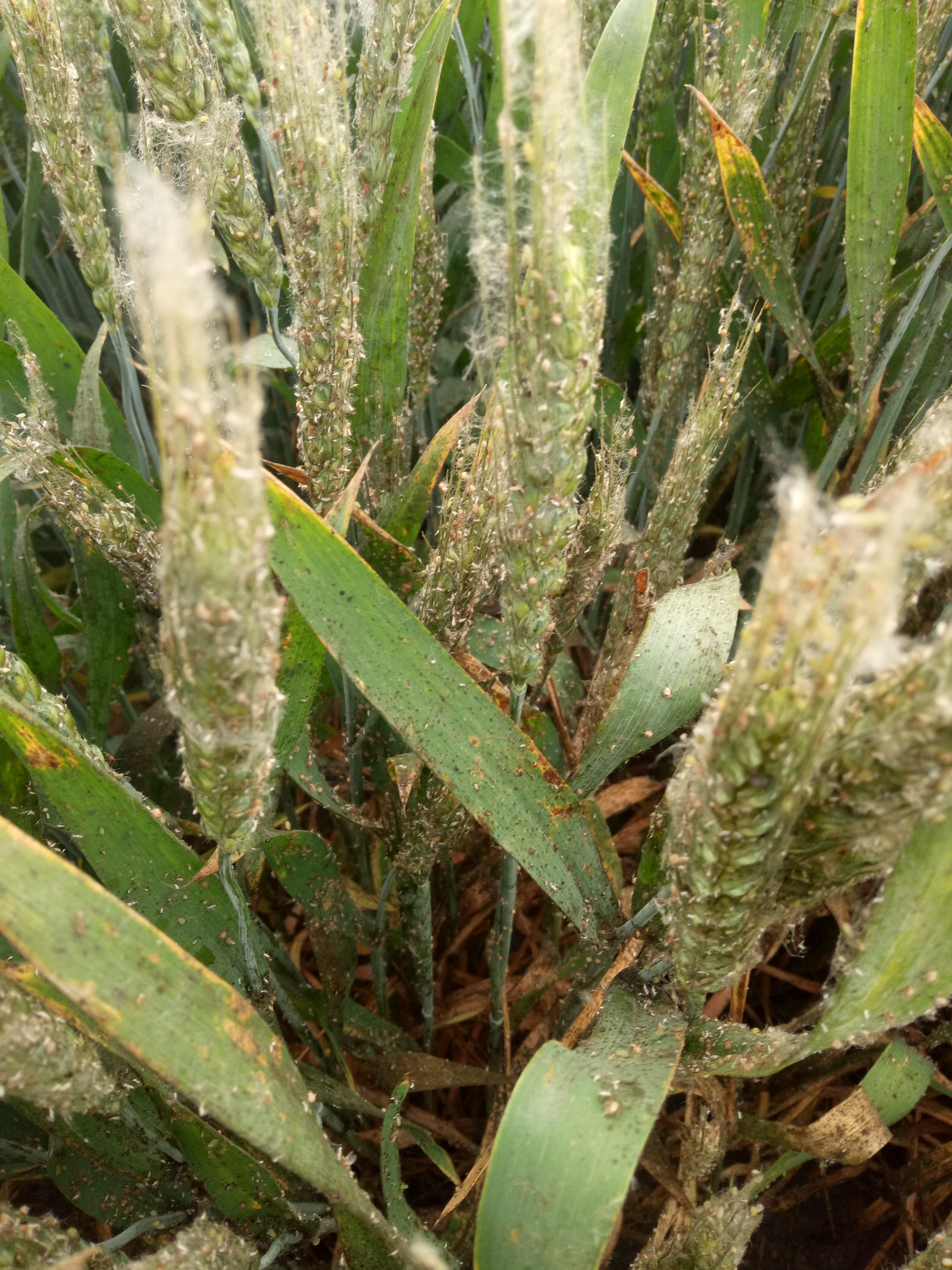 老赵随手拍小麦蚜虫危害