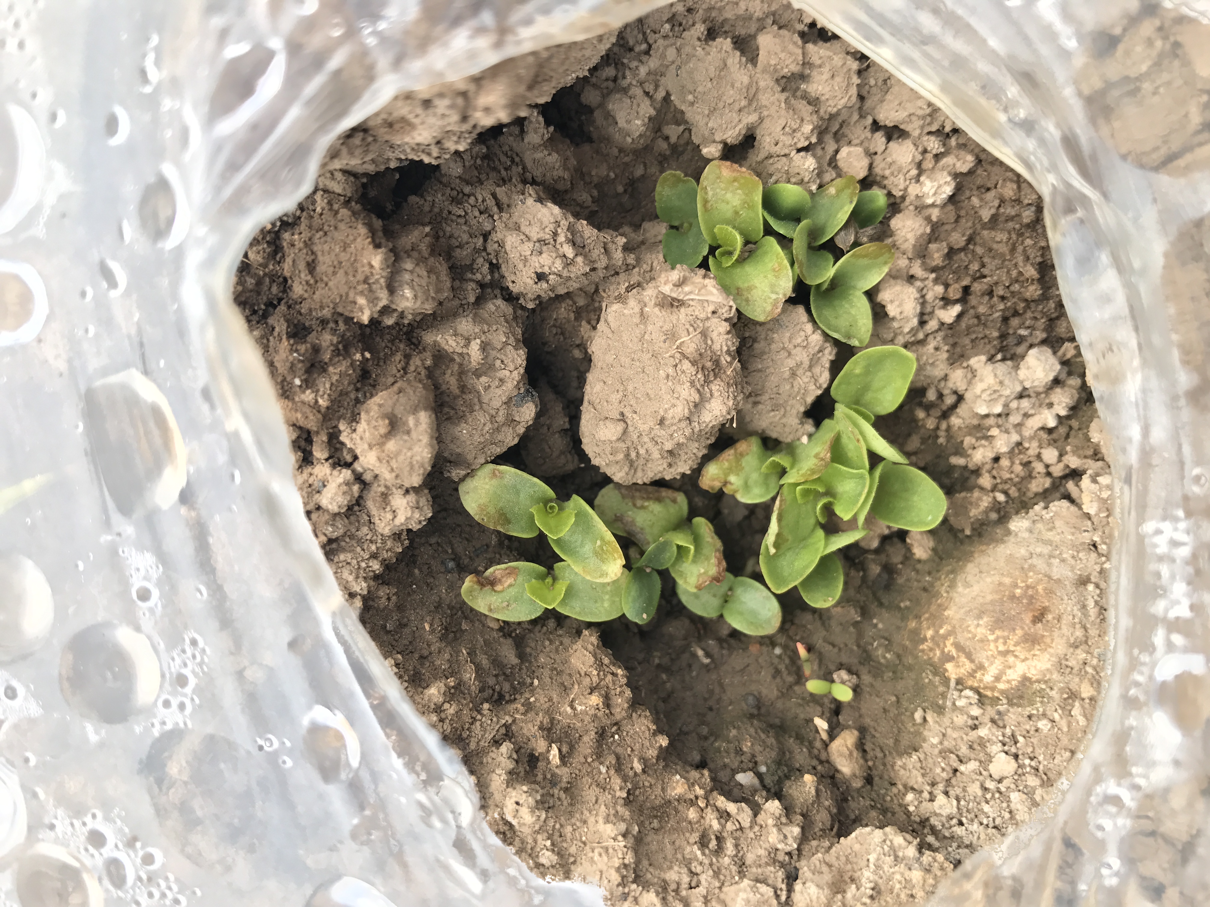 莴笋幼苗病害图