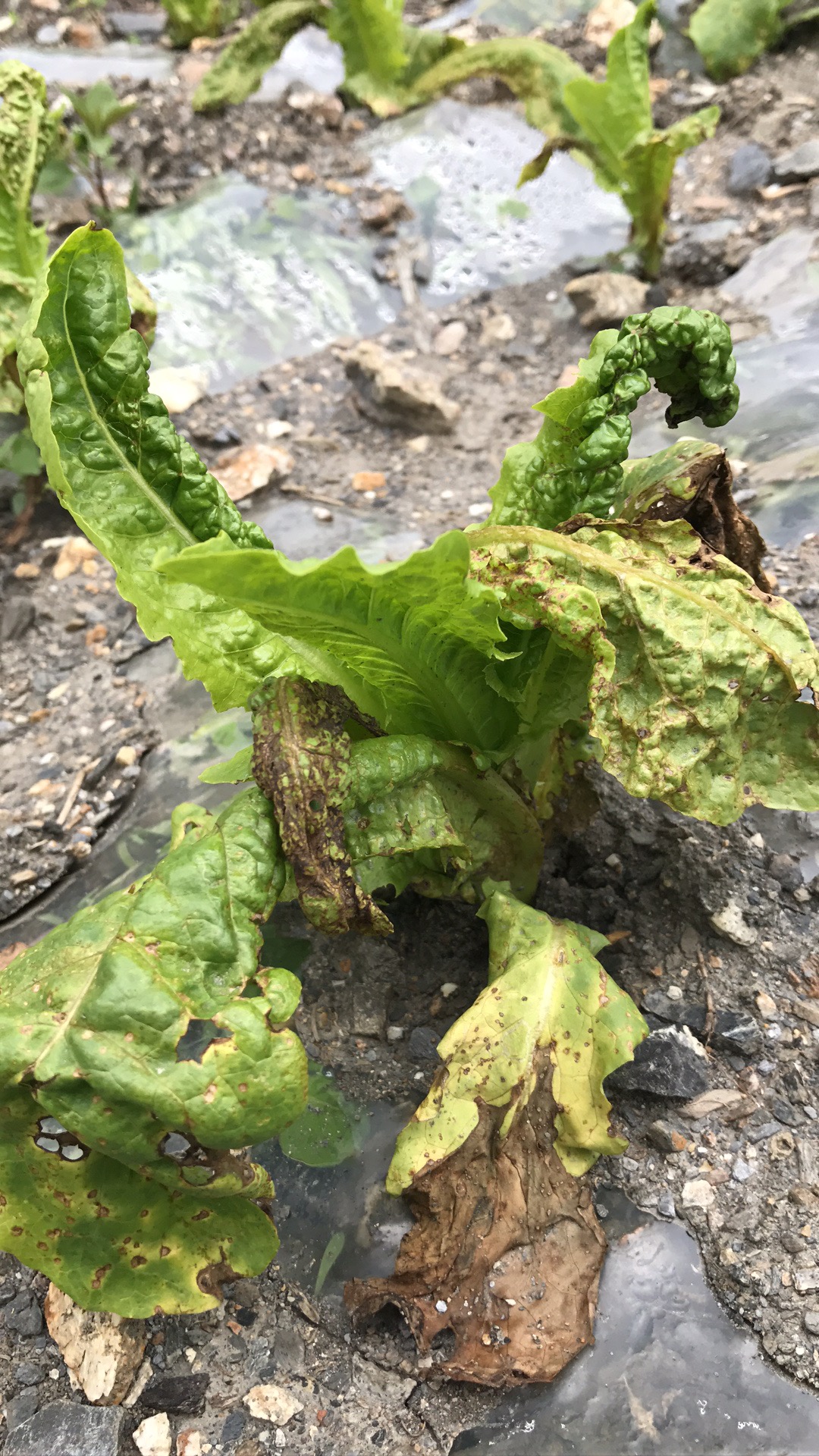 如果是病毒病不应该是成片的,可查询了也有个叫什么莴笋巨脉病毒病,这