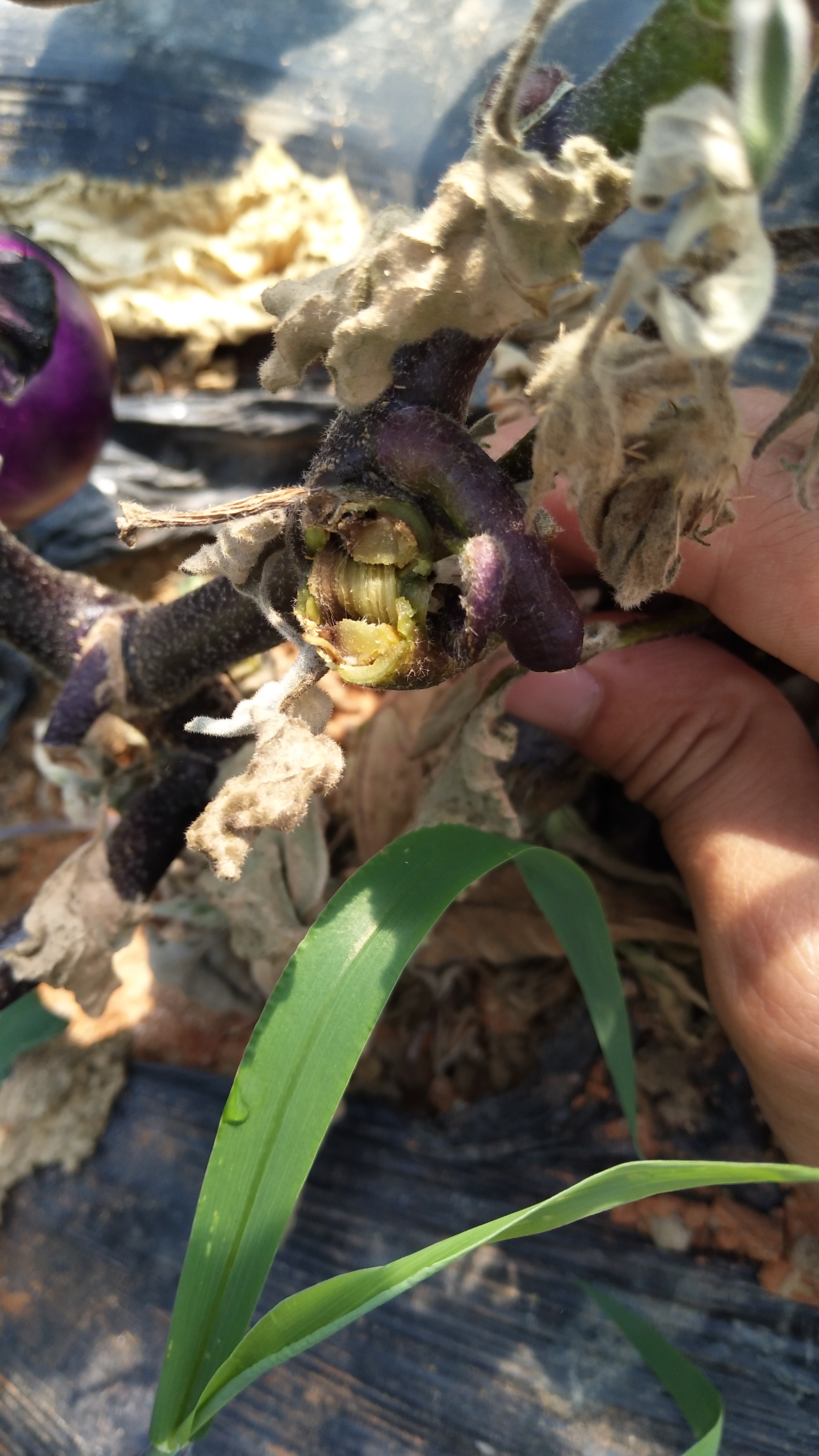 大棚茄子病害之,青枯病.