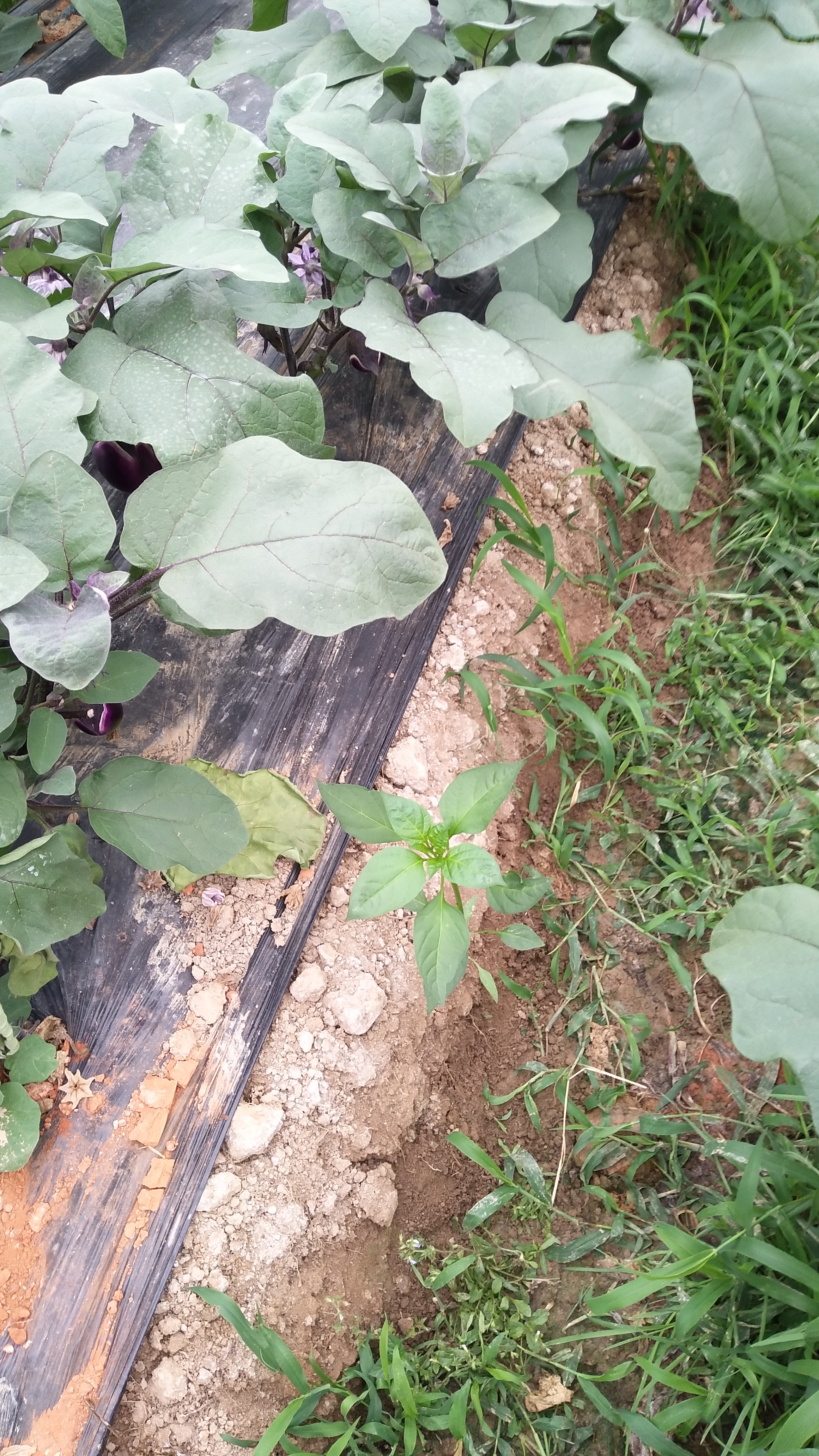 大棚茄子病害之青枯病