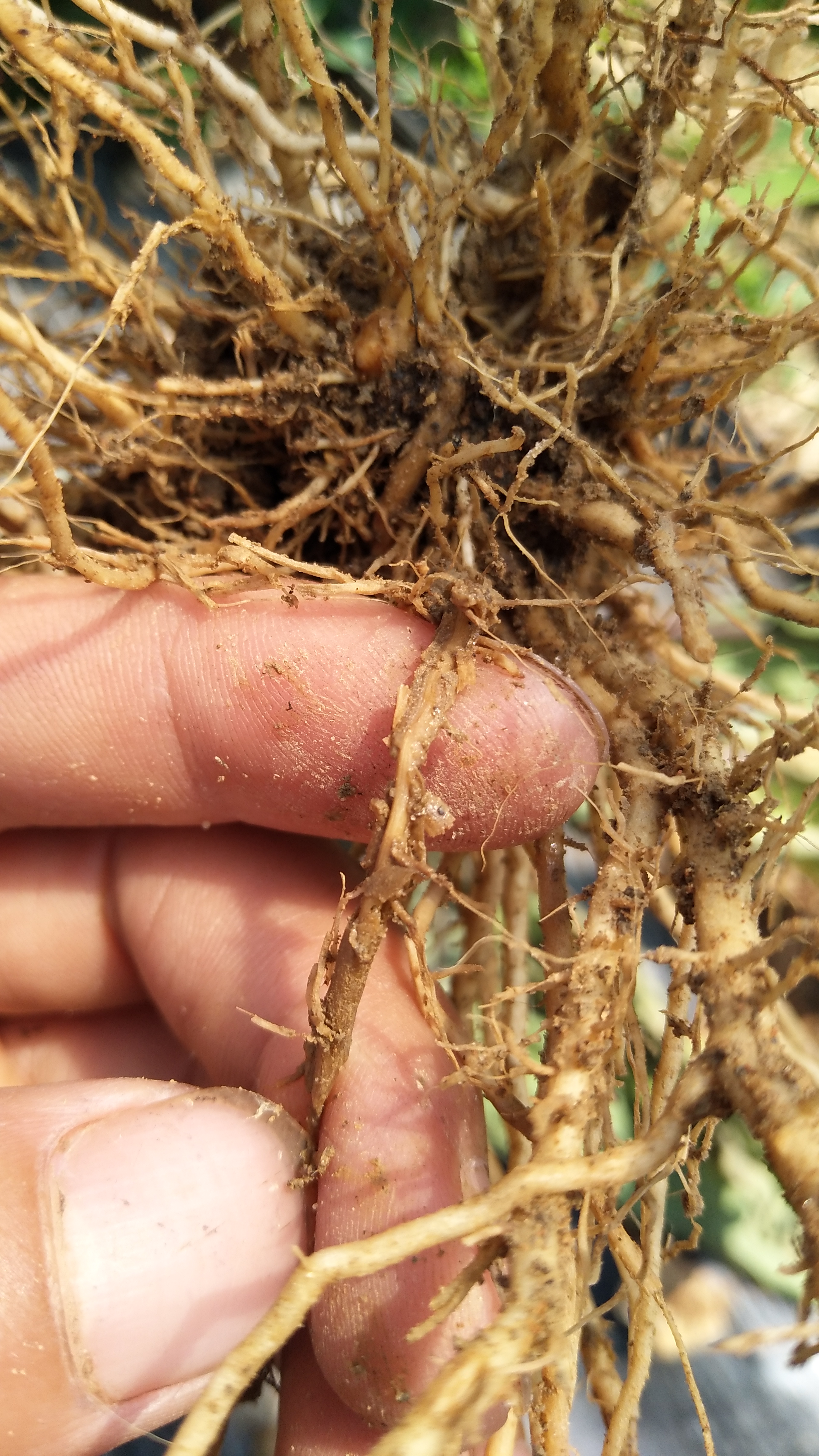 大棚茄子病害之,青枯病.