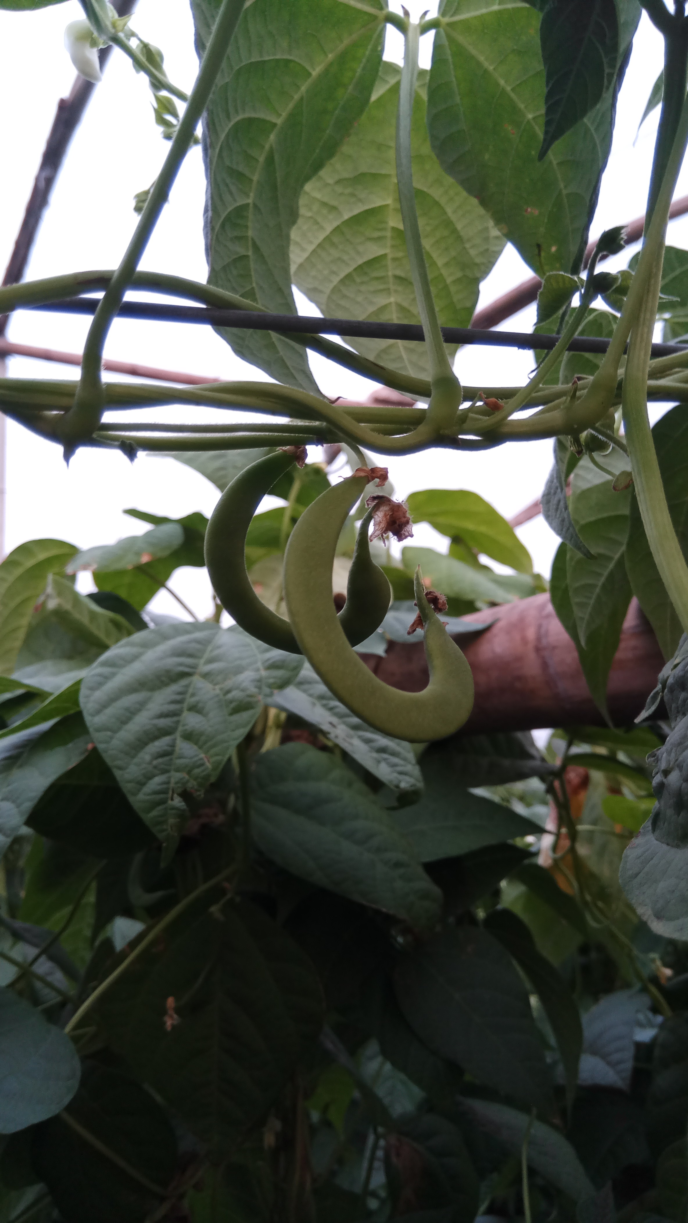 豆角怎么这么多弯的