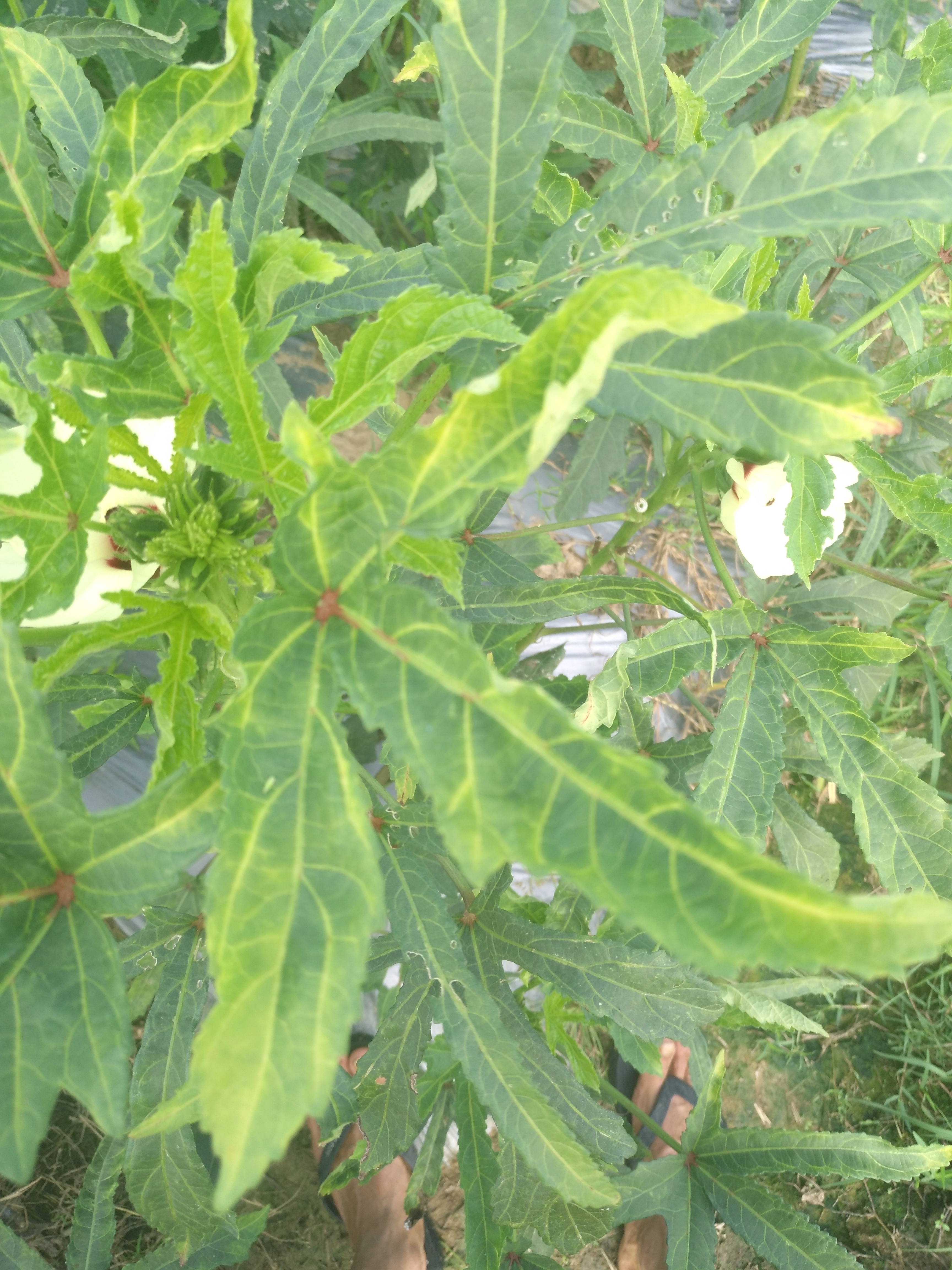 黄秋葵叶子发黄看看什么回事