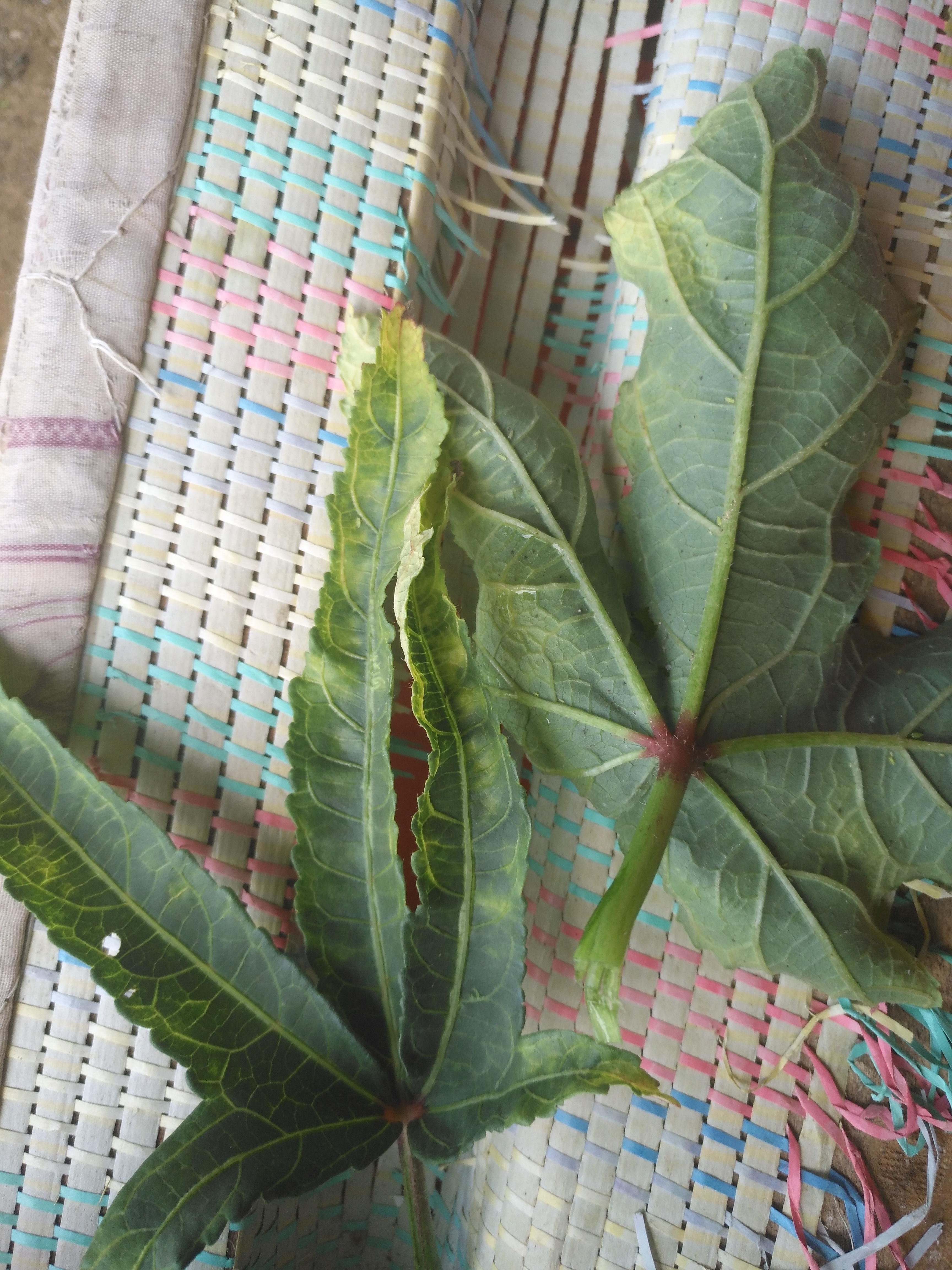 黄秋葵叶子发黄看看什么回事