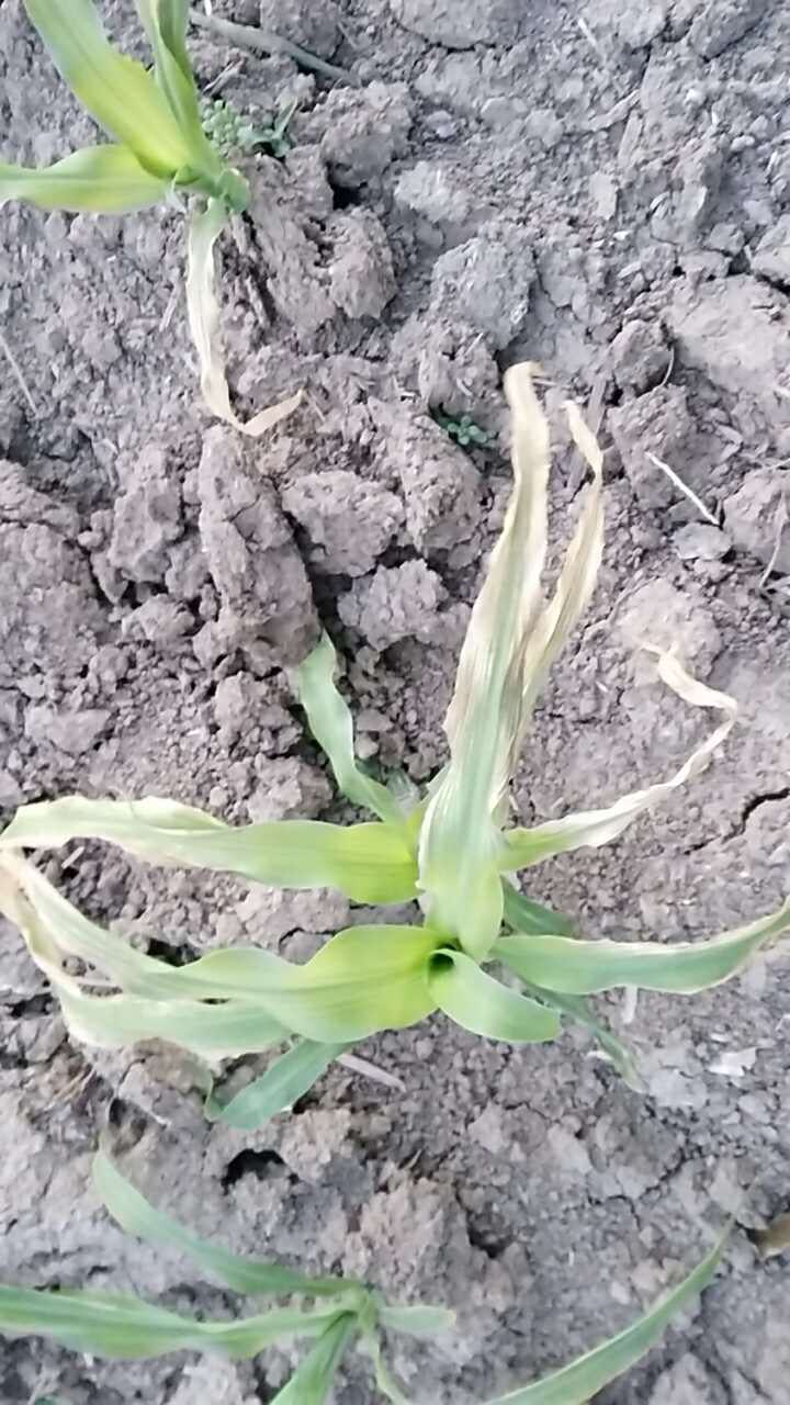 帮忙看看,水果玉米叶子变成这样了,是什么病?