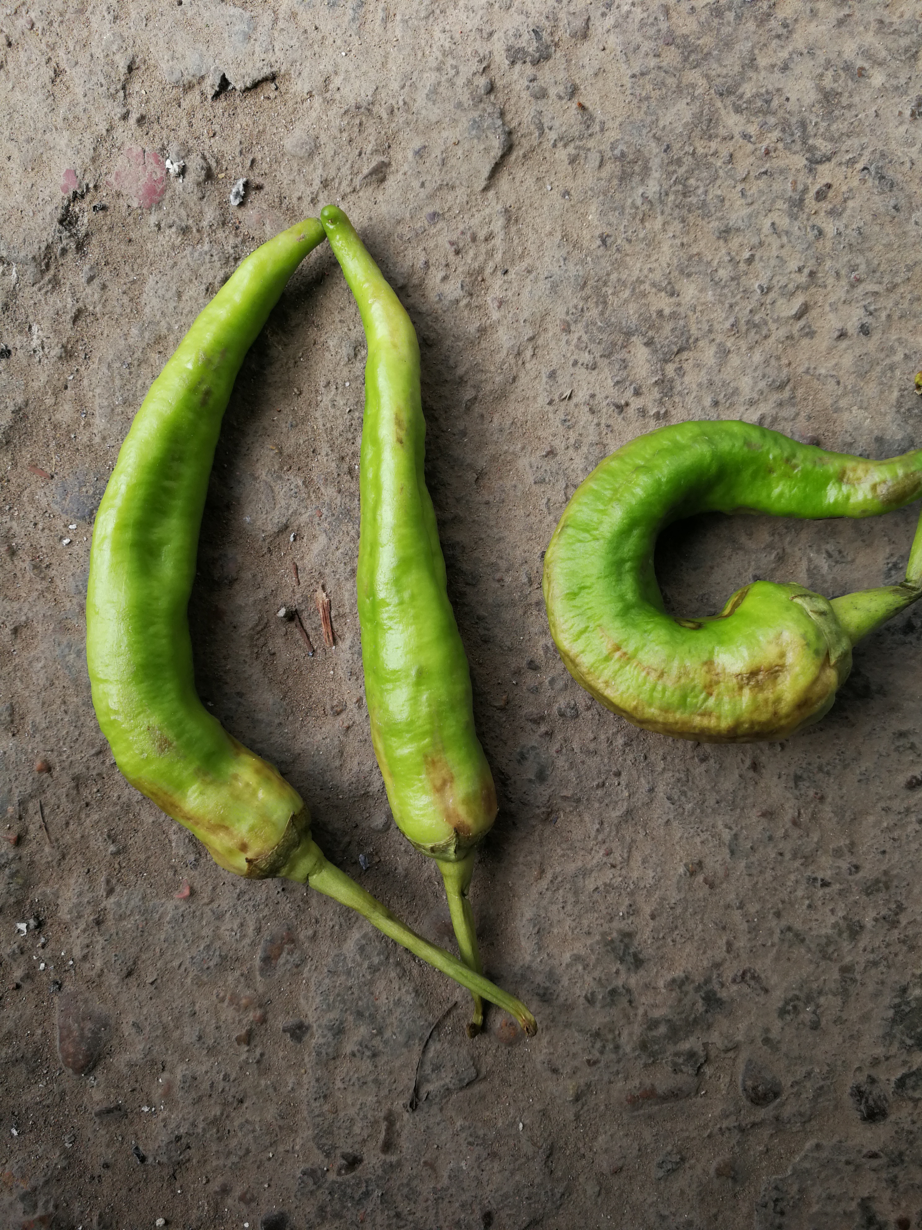 辣椒果什么问题