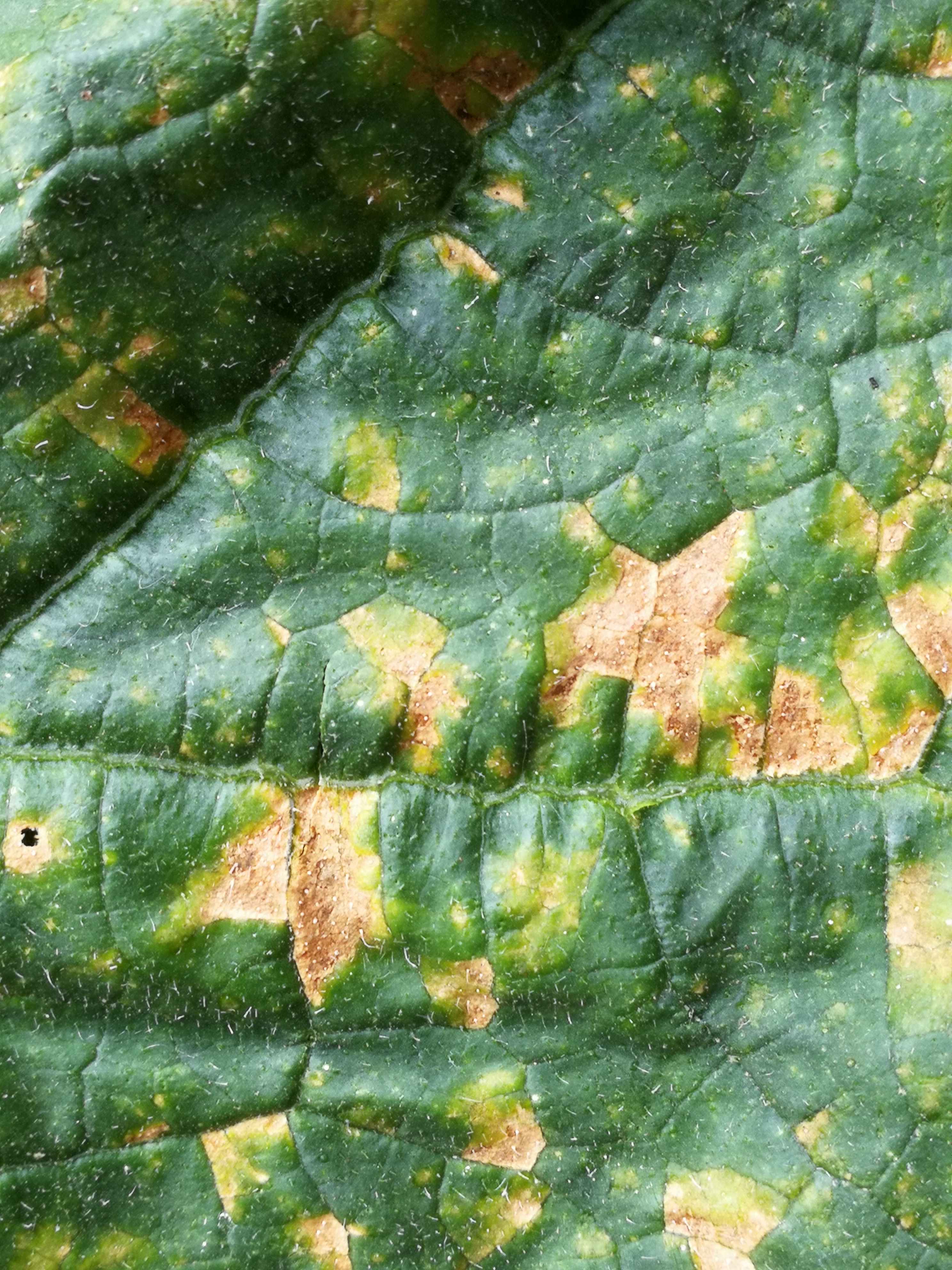 黄瓜霜霉病菌形态图图片