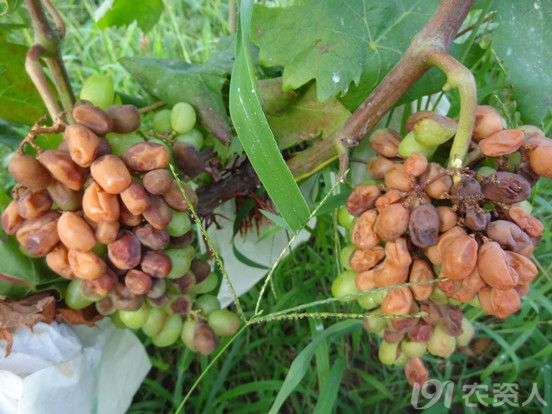 种植圈 葡萄生理性病害(三)日伤害型日灼病刚开始发生时果实的下表皮