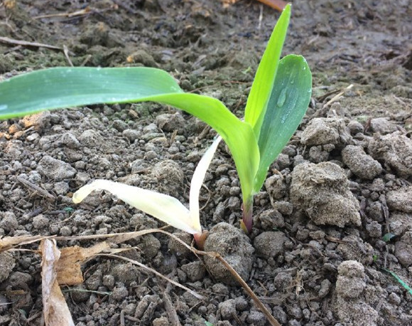 作物叶片黄又小锌苦了