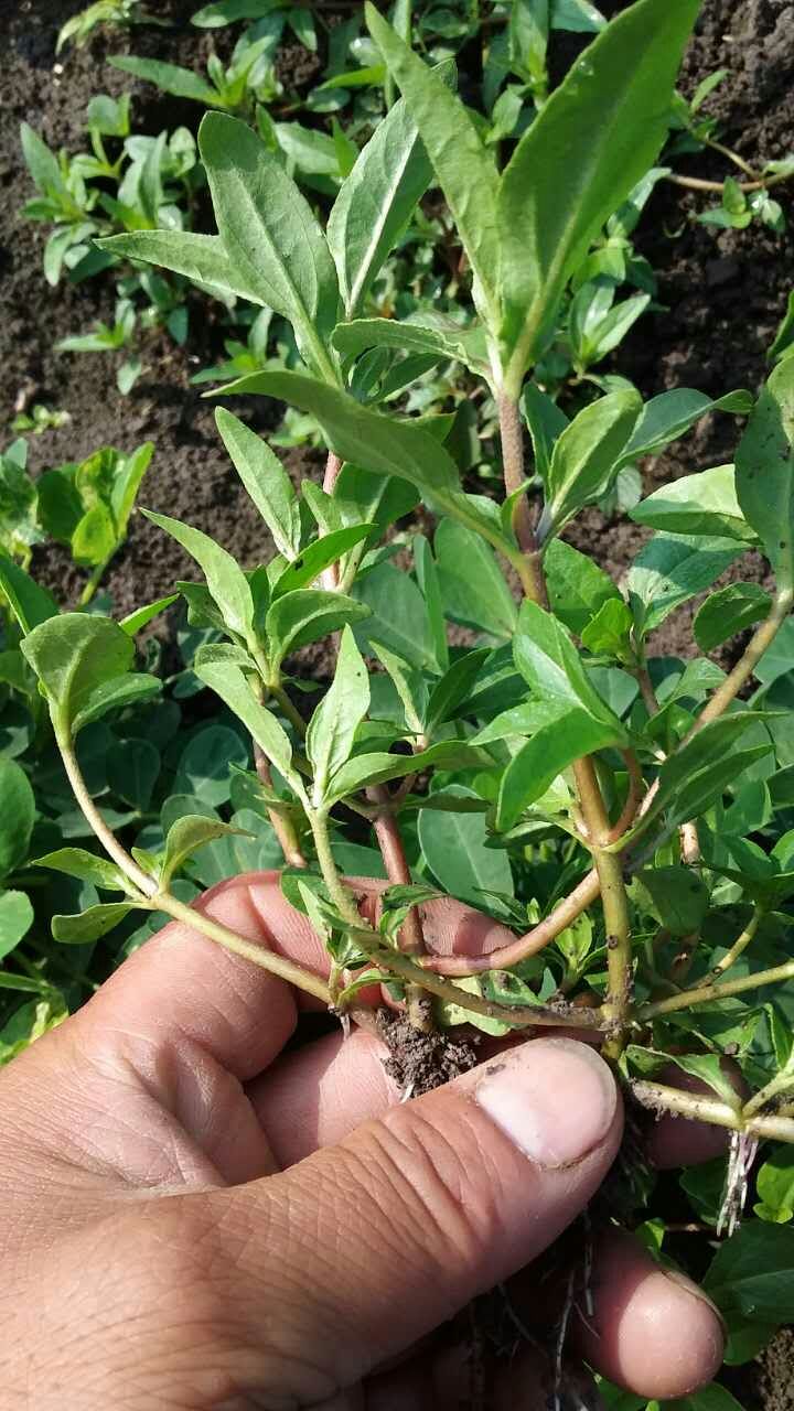 求大神指导花生田这是什么草?