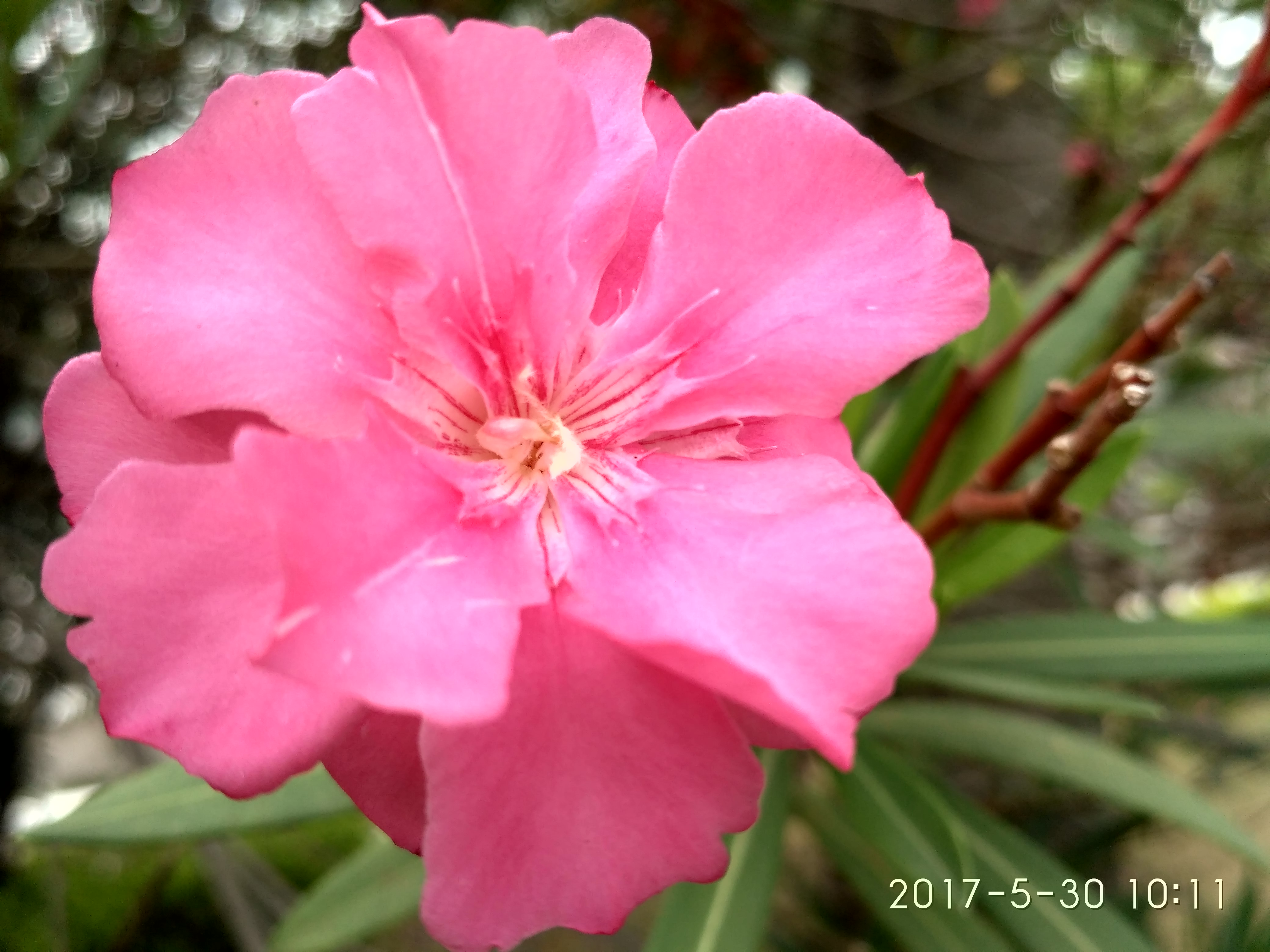 【6月】竹桃词话