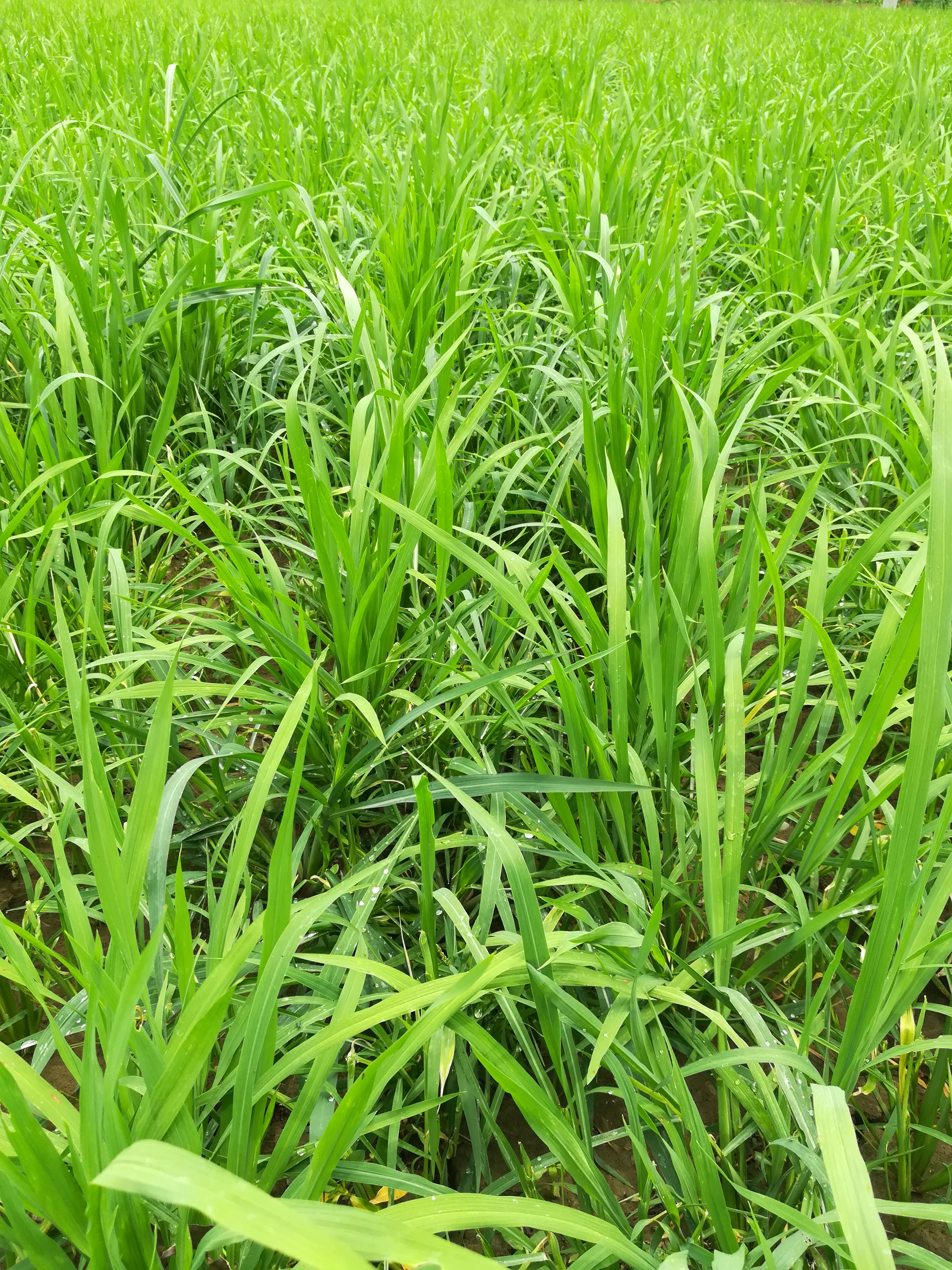 秧田里的牛筋草怎么除