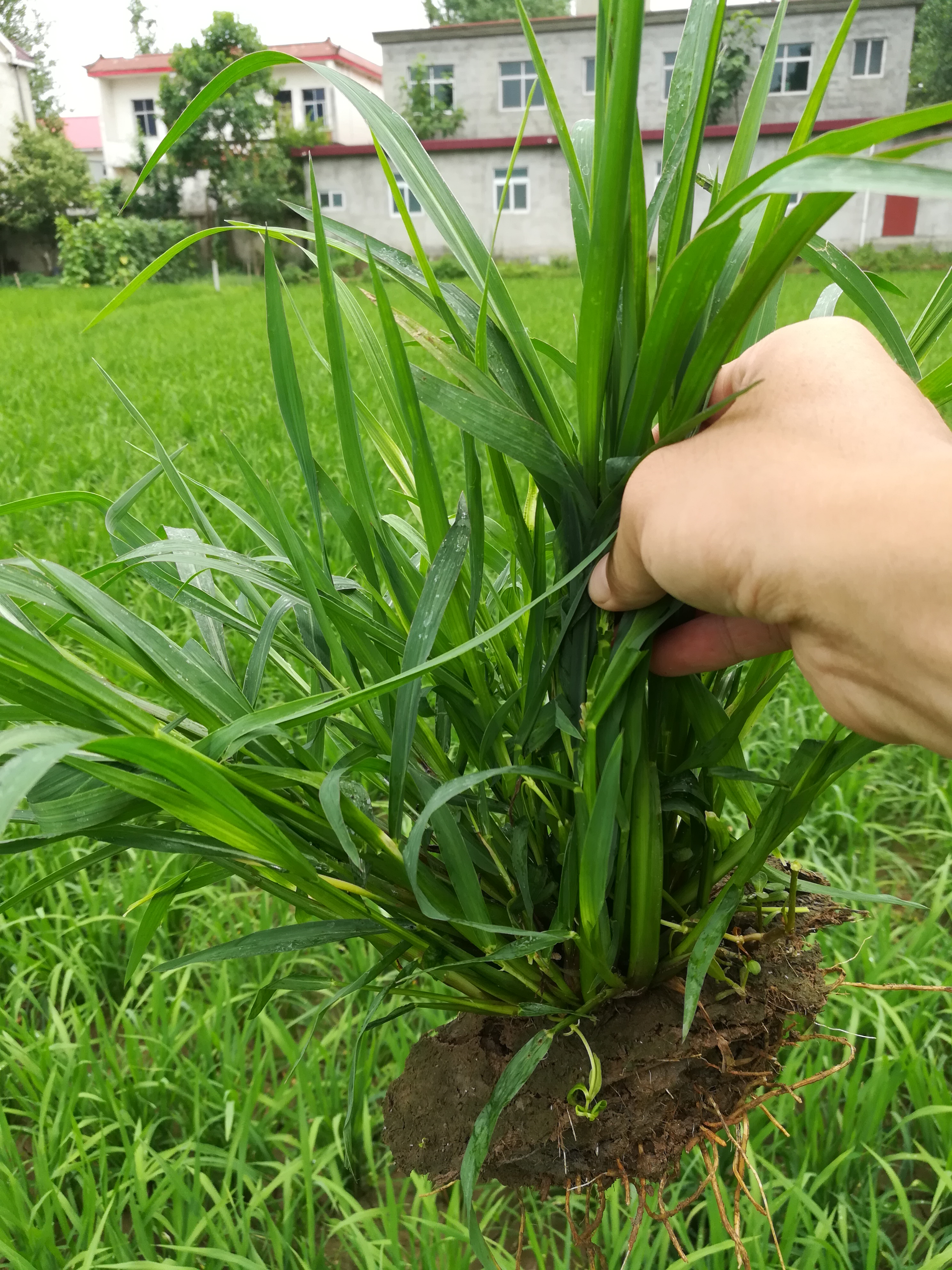 秧田里的牛筋草,怎么除