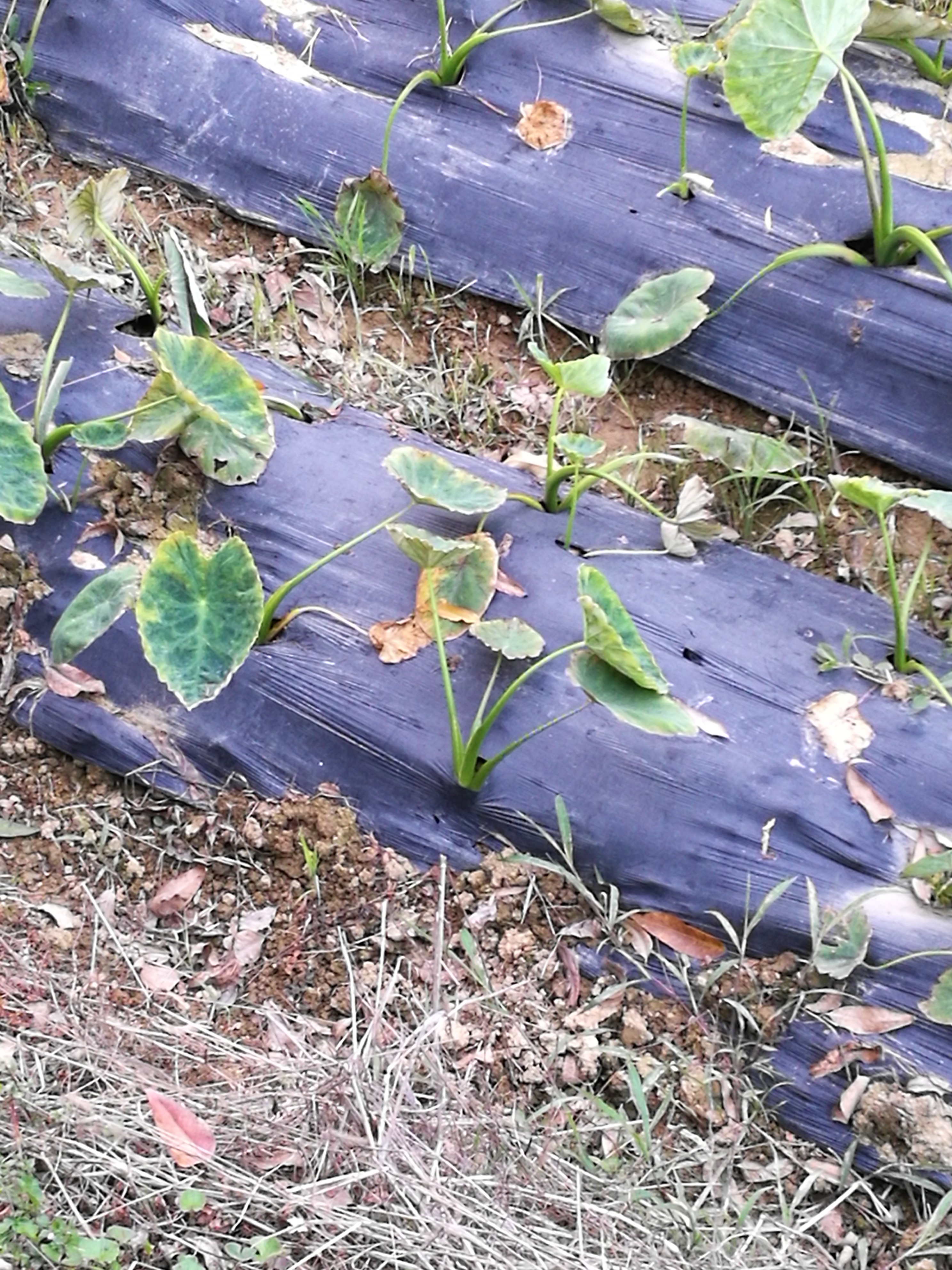芋病中期控制不住,求高人