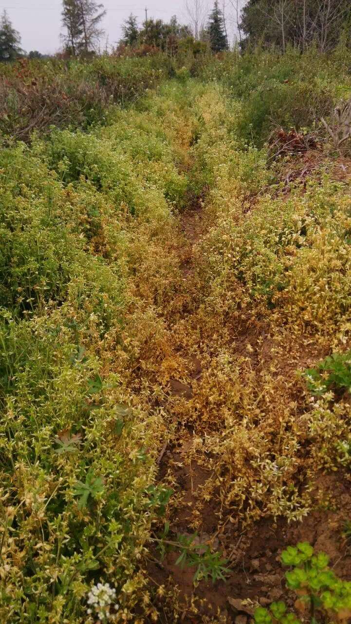 浙江农林大学马建义教授重点科研成果, 纯植物源竹木醋液提取