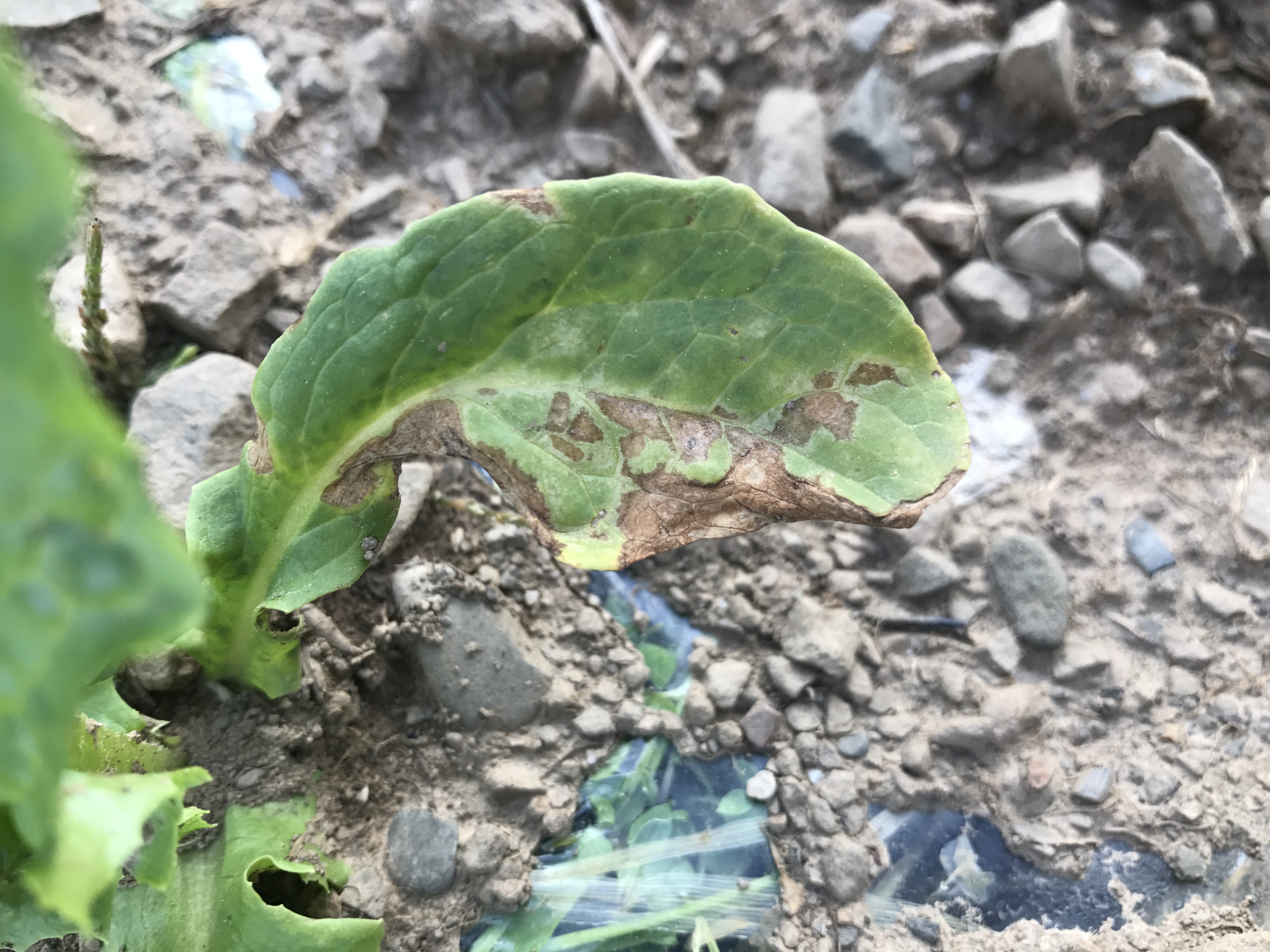 莴笋细菌性病害