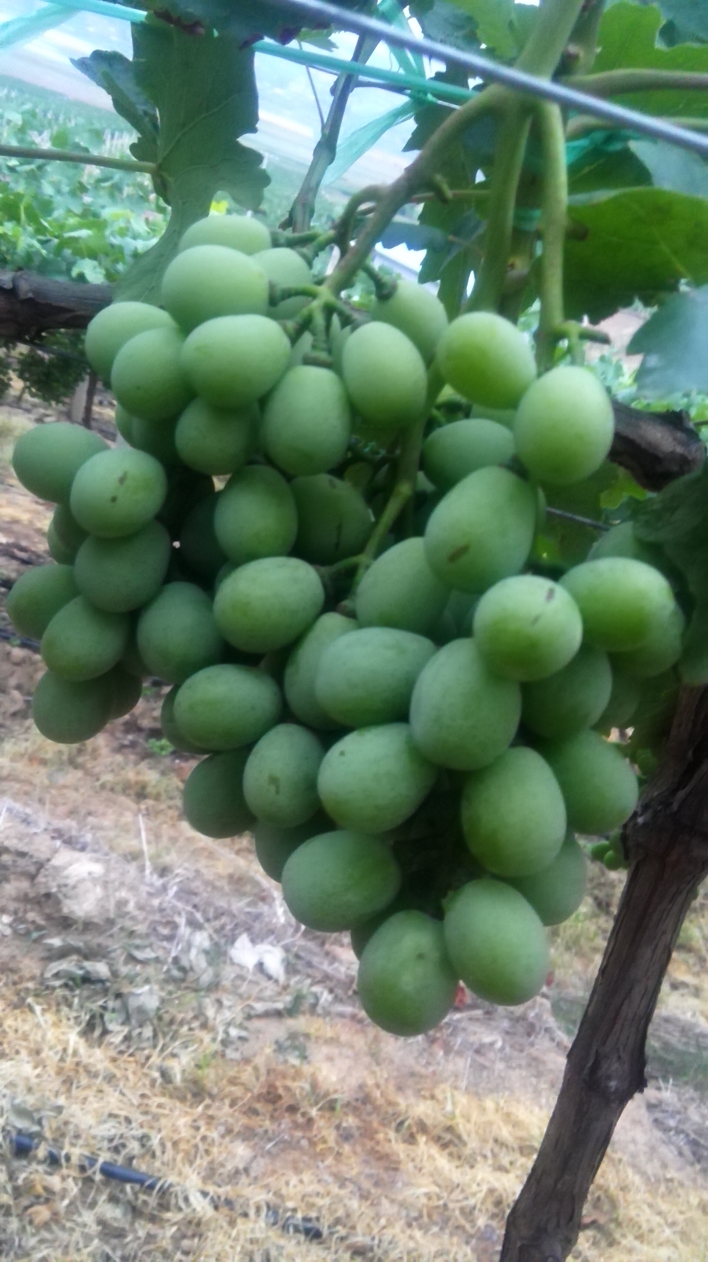 葡萄上面产生了药斑,怎么办,,有谁知道,如何解决吗