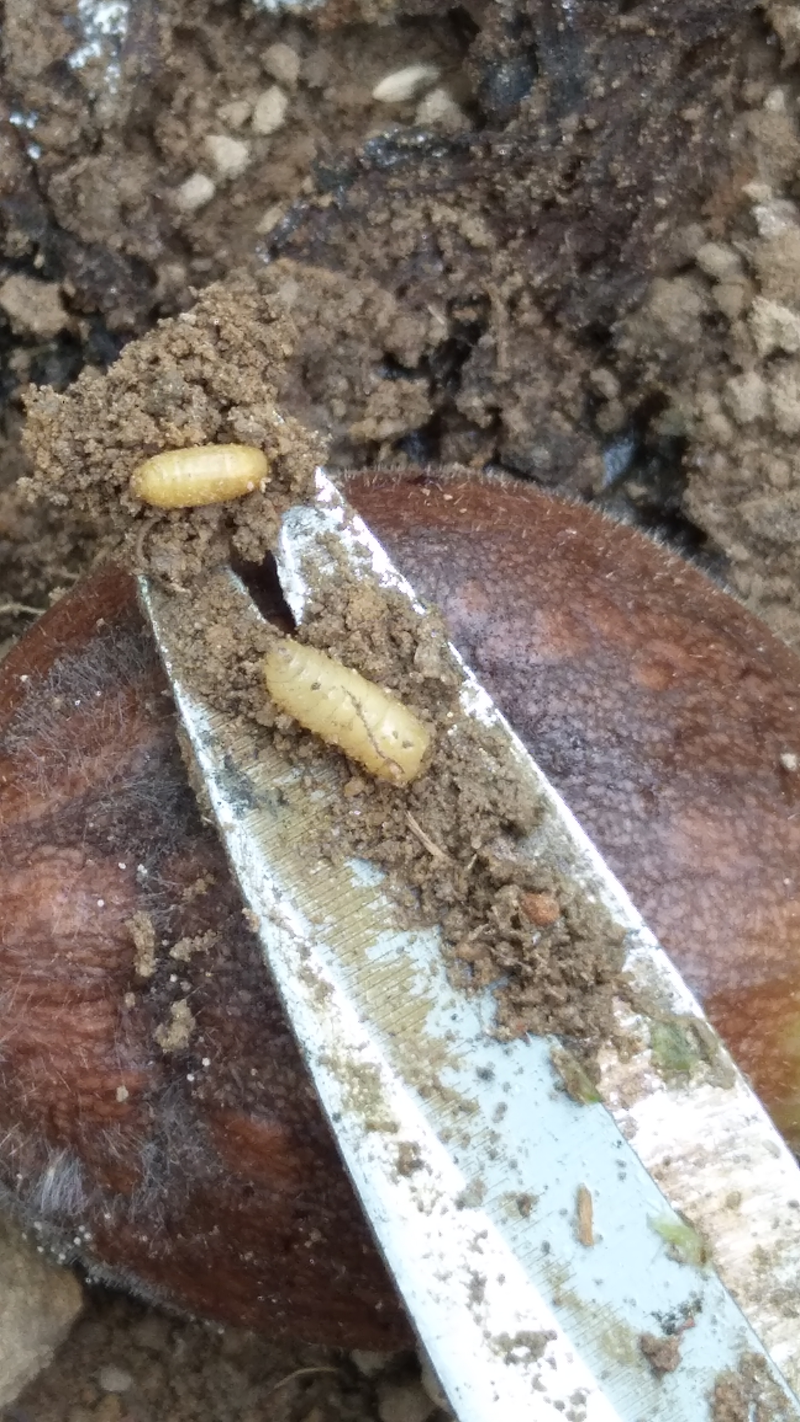 终于可以把照片补上了瓜果食蝇的蛹期