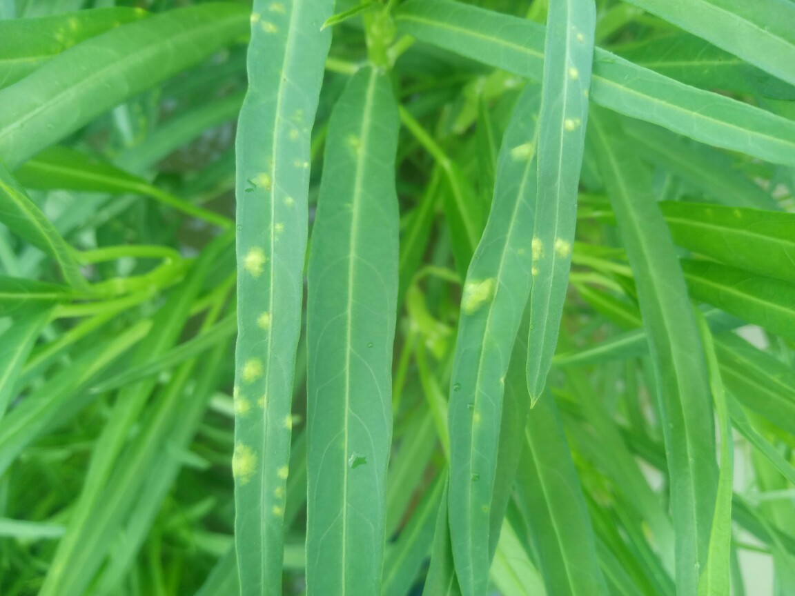 空心菜白锈病可以用凯润吗